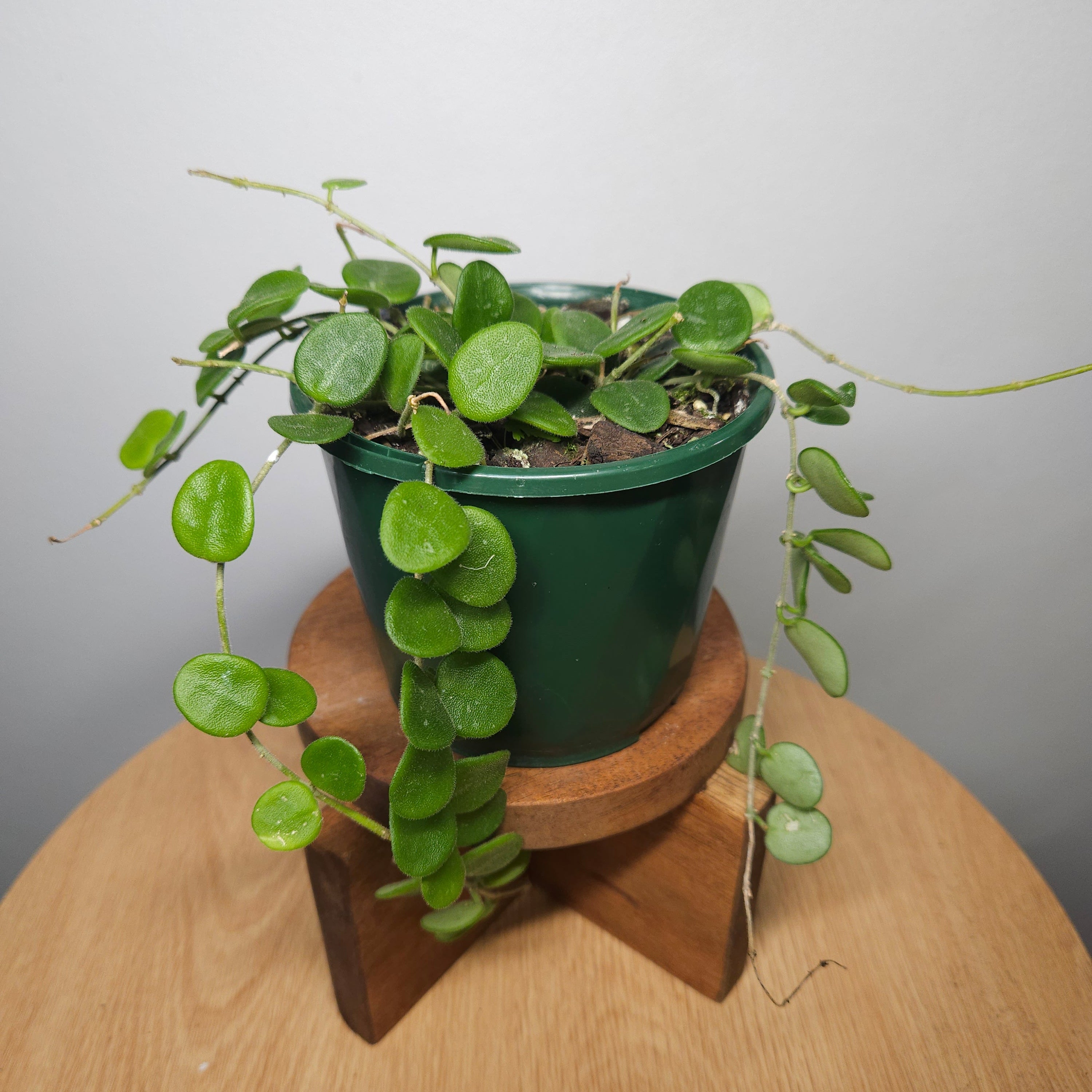 Hoya Serpens – Mini Trailing Wax Plant