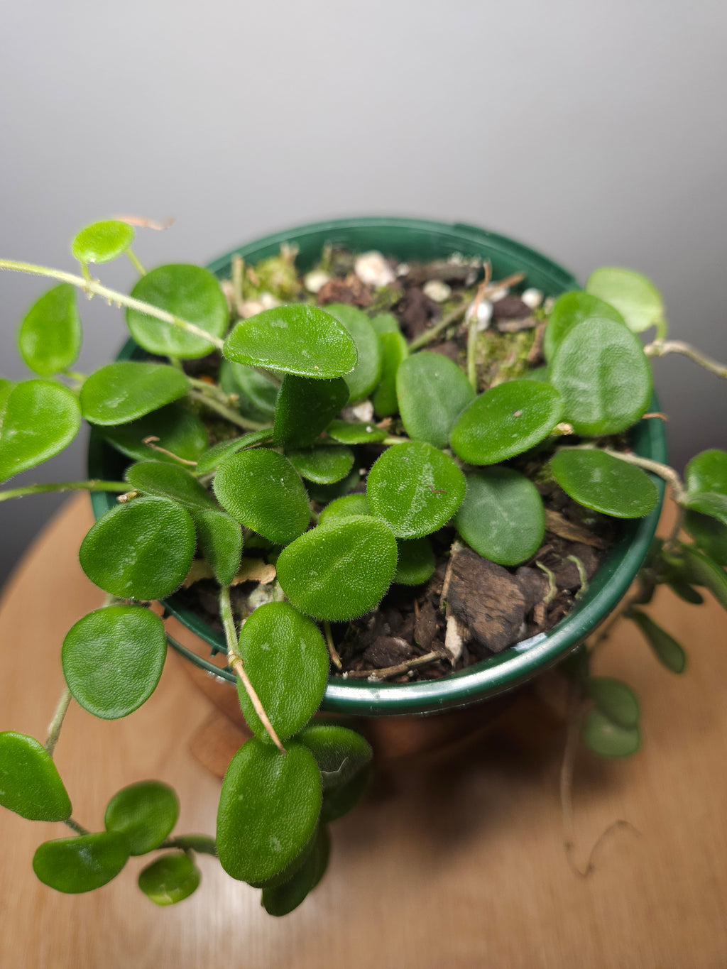 Hoya Serpens – Mini Trailing Wax Plant