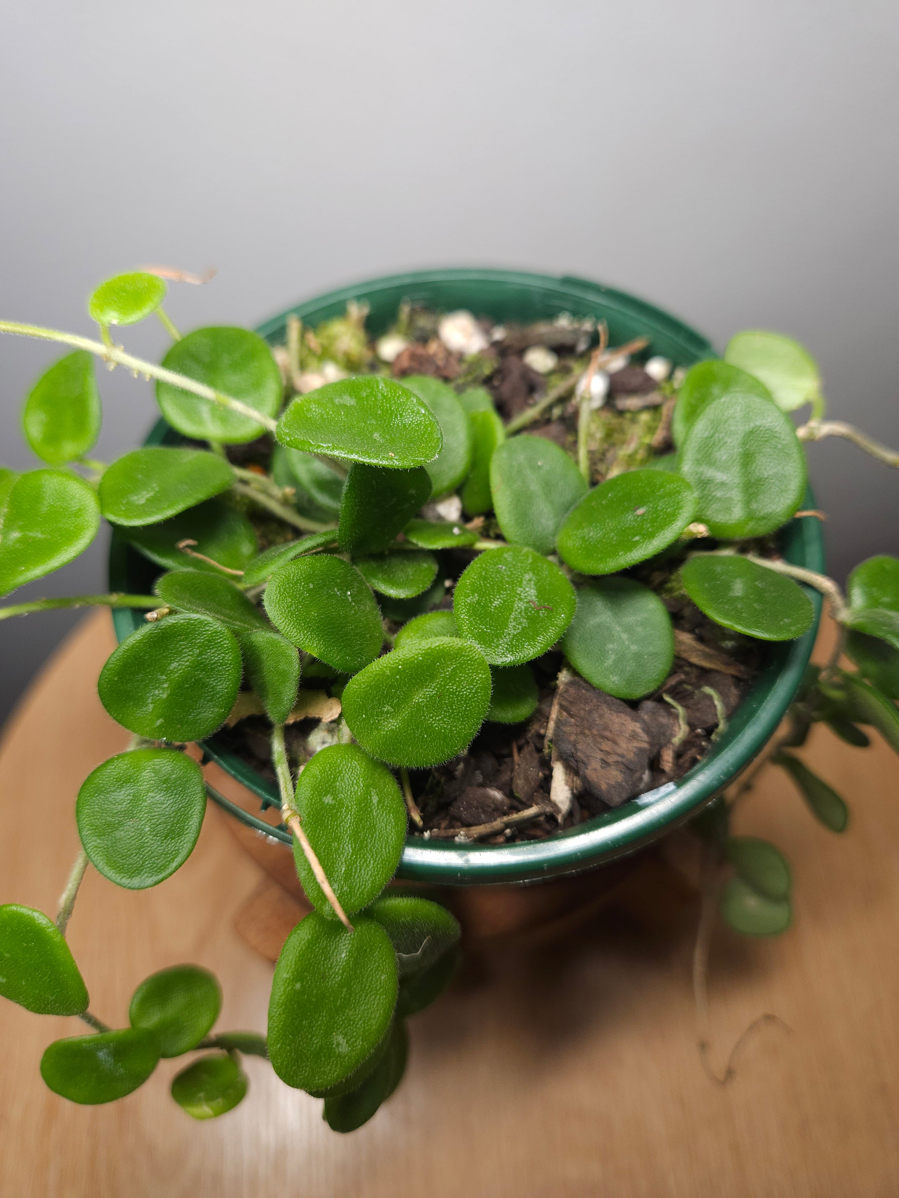 Hoya Serpens – Mini Trailing Wax Plant