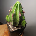 Euphorbia anoplia – Coral Cactus Succulent