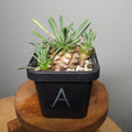 Euphorbia japonica | ‘Pineapple Head’ Rare Sculptural Succulent