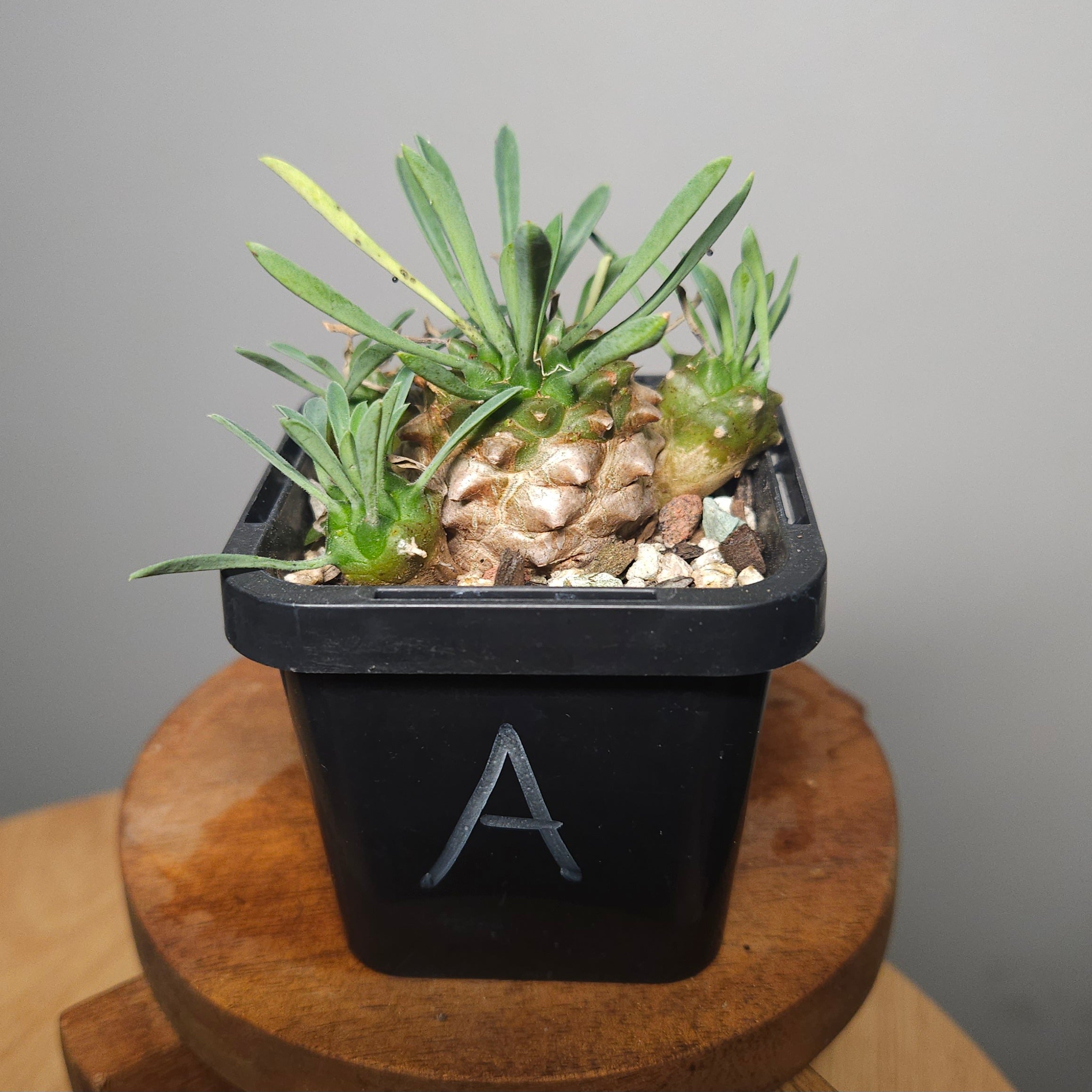 Euphorbia japonica | ‘Pineapple Head’ Rare Sculptural Succulent