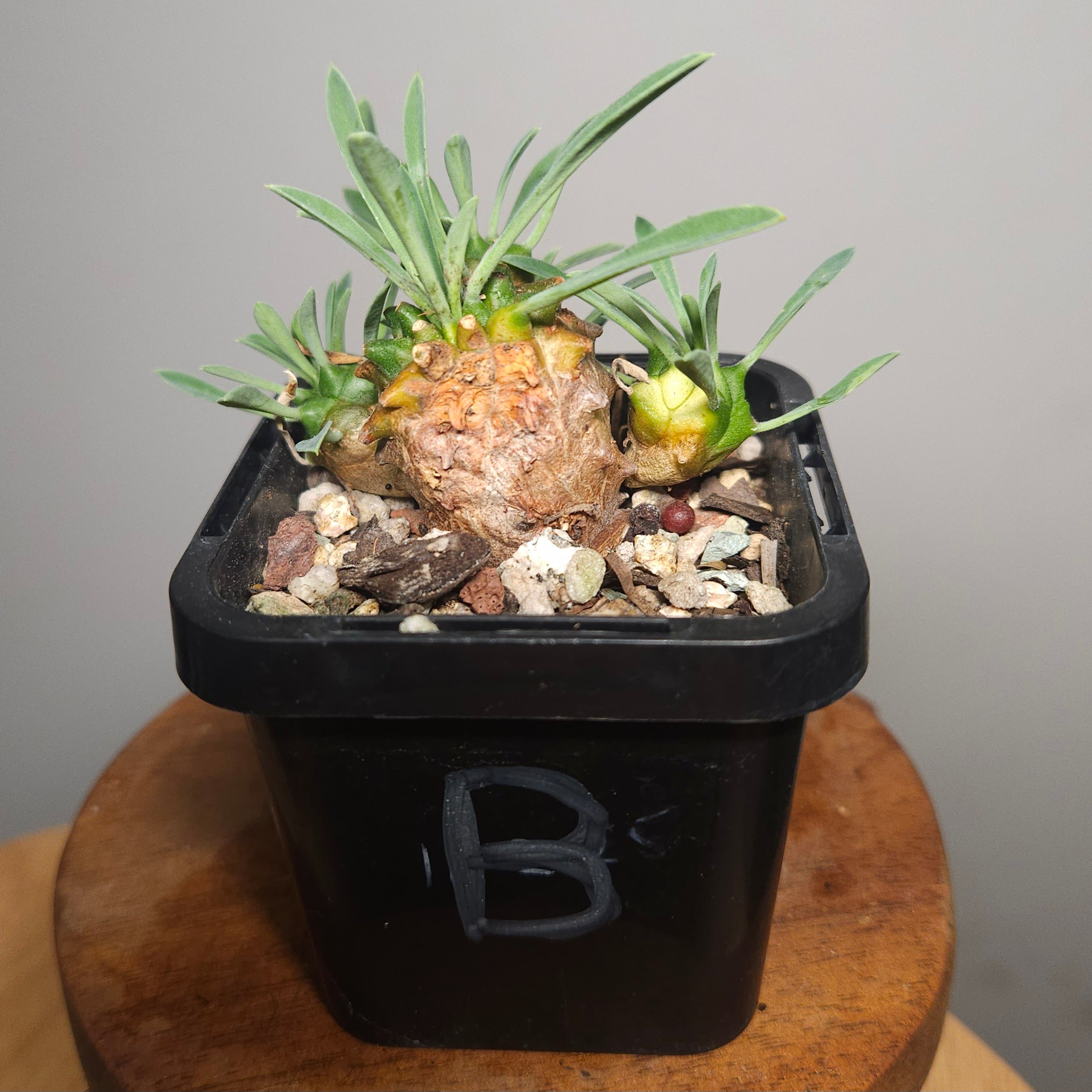 Euphorbia japonica | ‘Pineapple Head’ Rare Sculptural Succulent