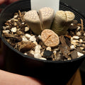Lithops – Living Stones Succulents