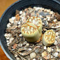 Lithops dorotheae – Rare Living Stones Succulent