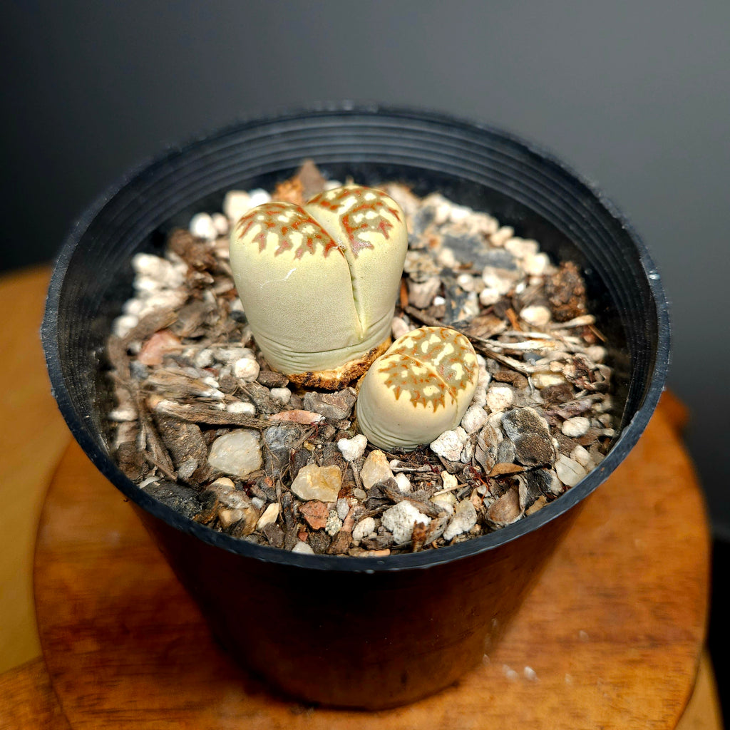 Lithops dorotheae – Rare Living Stones Succulent