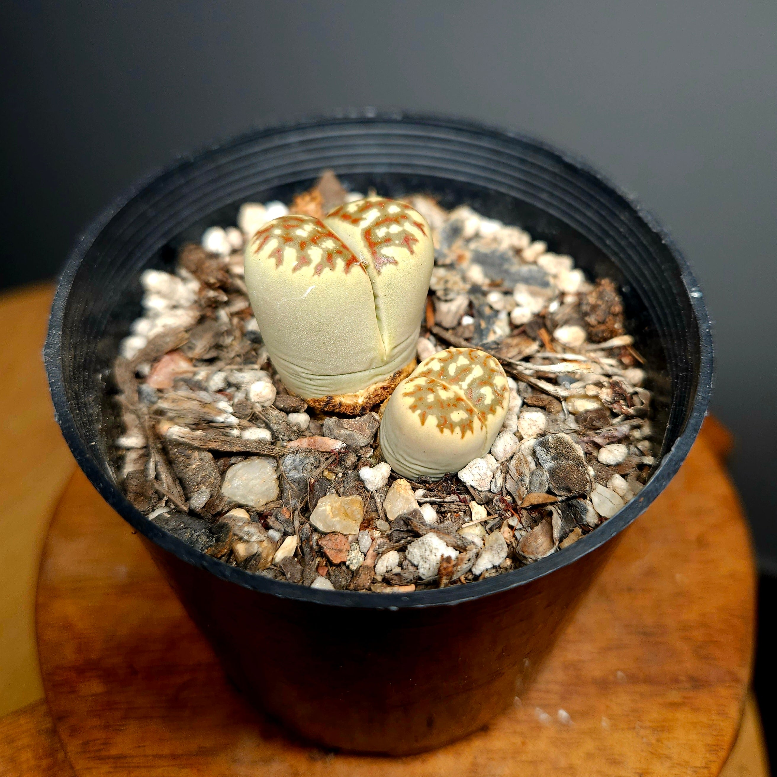 Lithops dorotheae – Rare Living Stones Succulent