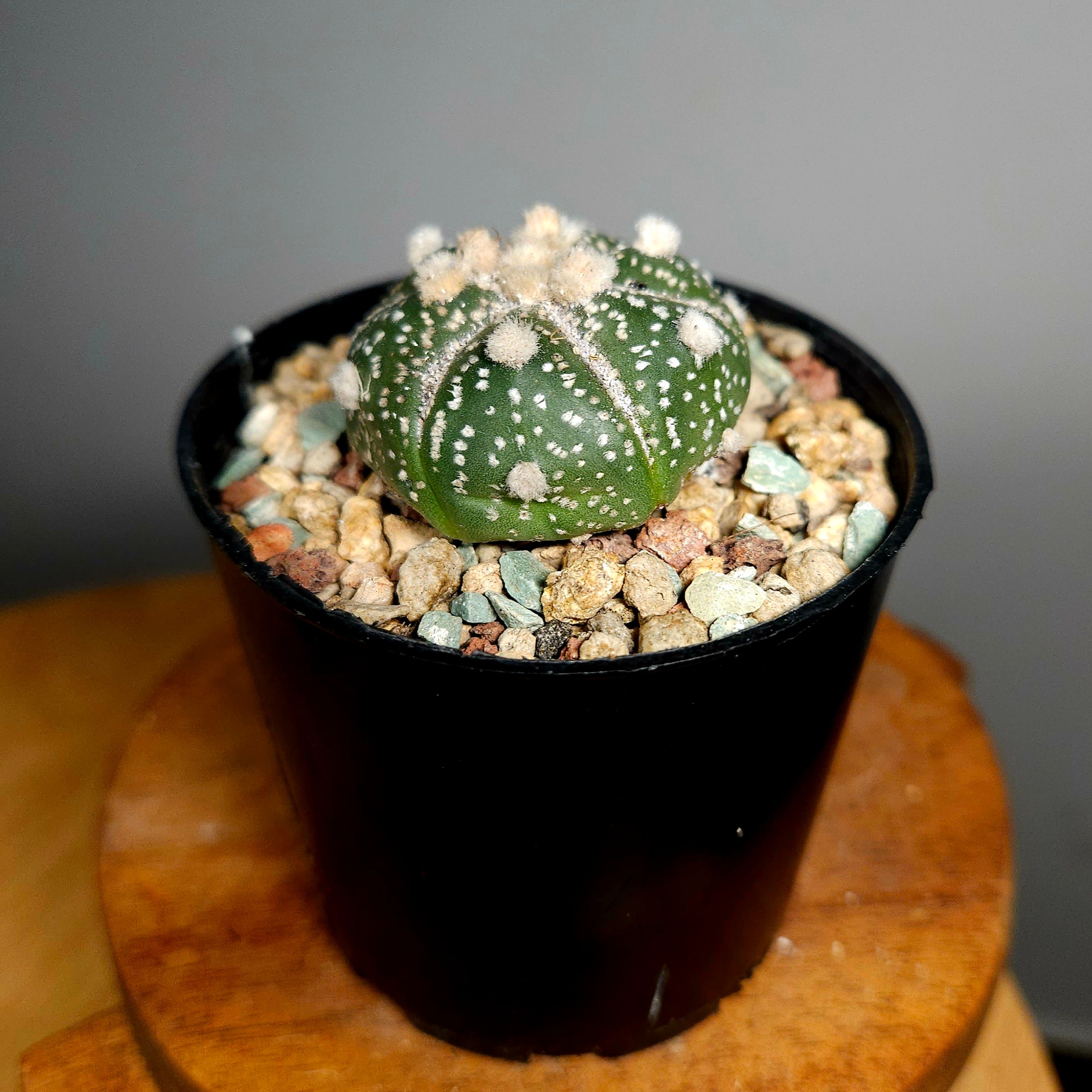 Astrophytum asterias – Sand Dollar / Star Cactus
