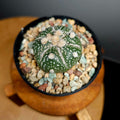 Astrophytum asterias – Sand Dollar / Star Cactus