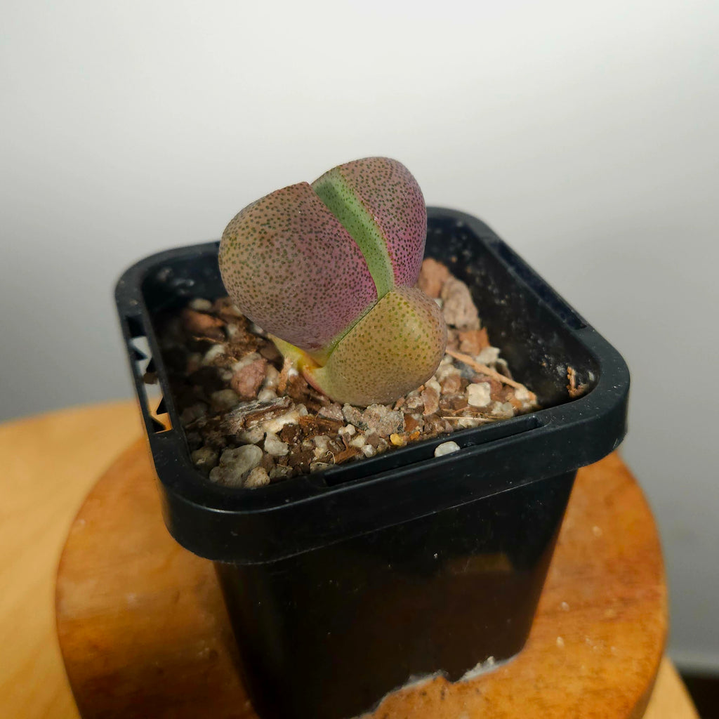 Lithops ‘Royal Flush’ – Living Stone Succulent