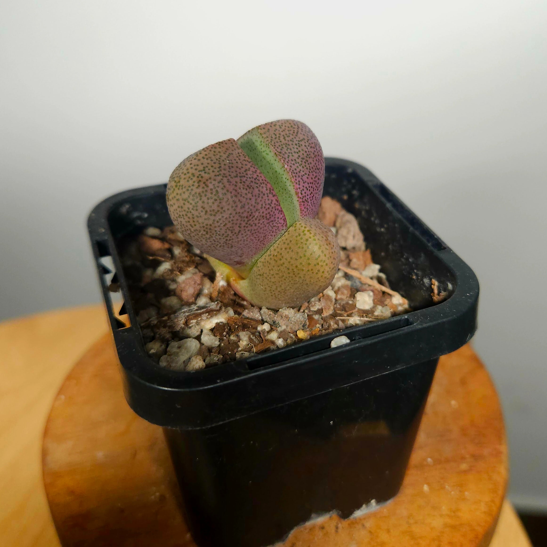 Lithops ‘Royal Flush’ – Living Stone Succulent