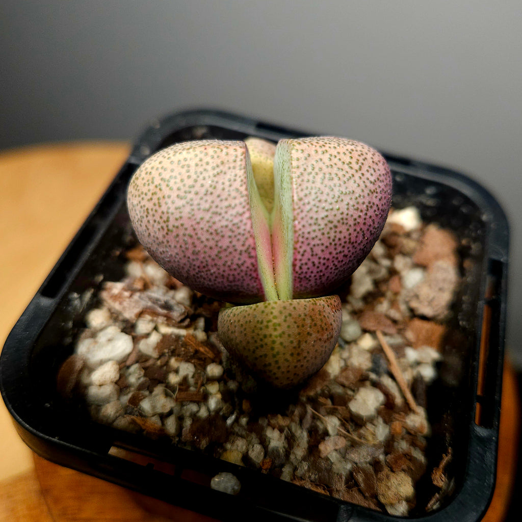 Lithops ‘Royal Flush’ – Living Stone Succulent