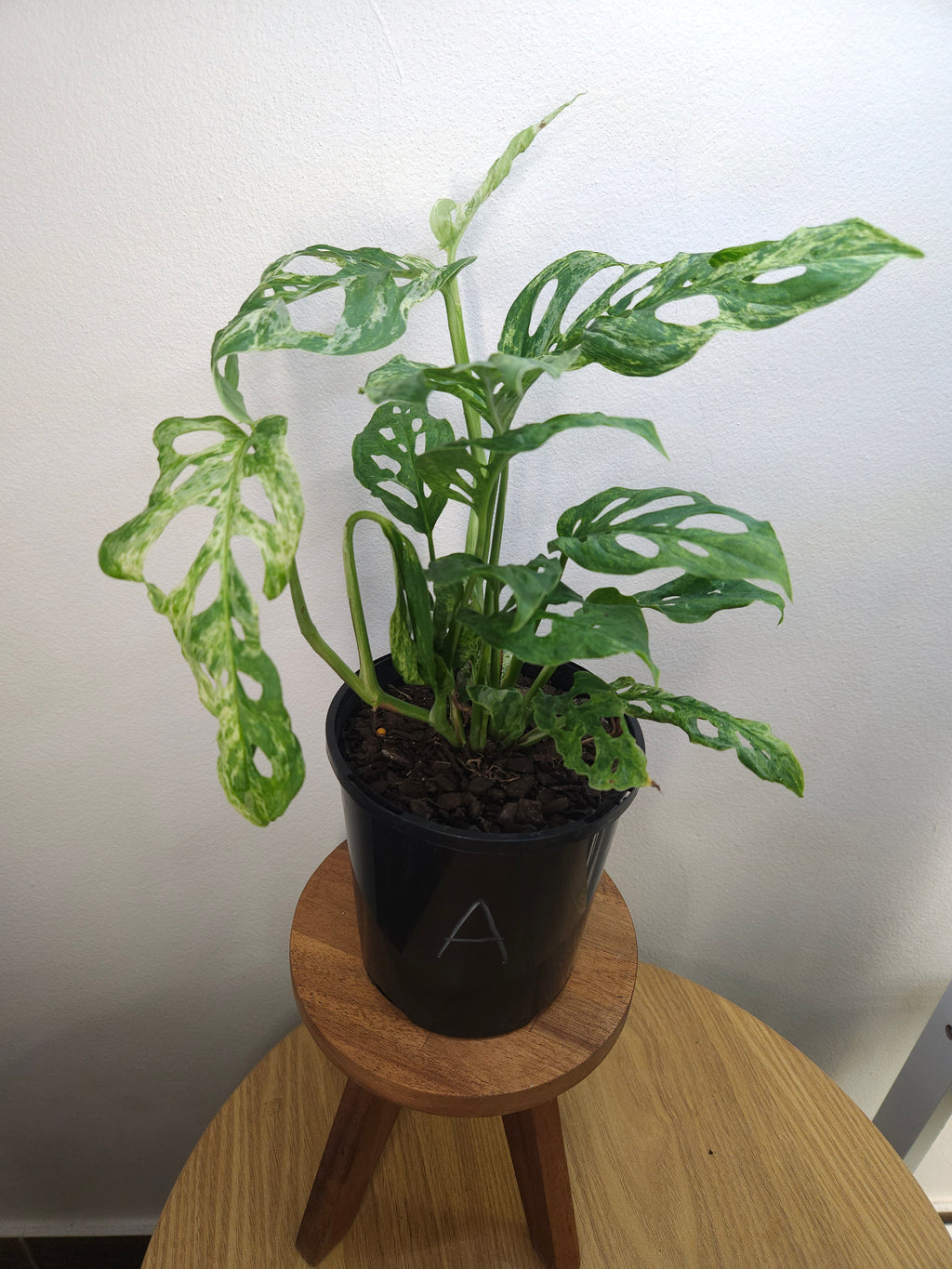 Monstera Adansonii Mint Variegated – Rare Mint Variegated Swiss Cheese Plant