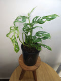 Monstera Adansonii Mint Variegated – Rare Mint Variegated Swiss Cheese Plant