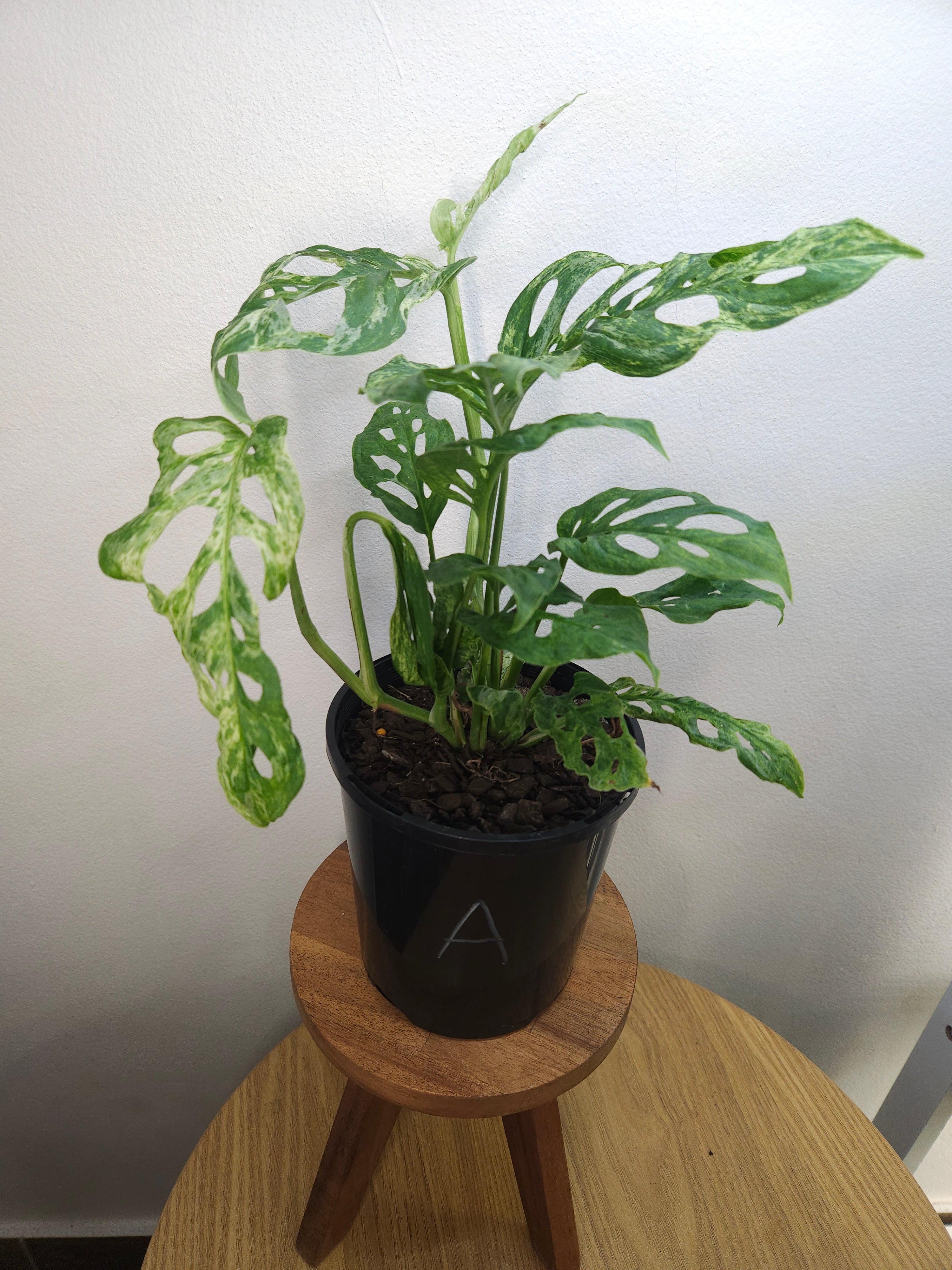 Monstera Adansonii Mint Variegated – Rare Mint Variegated Swiss Cheese Plant