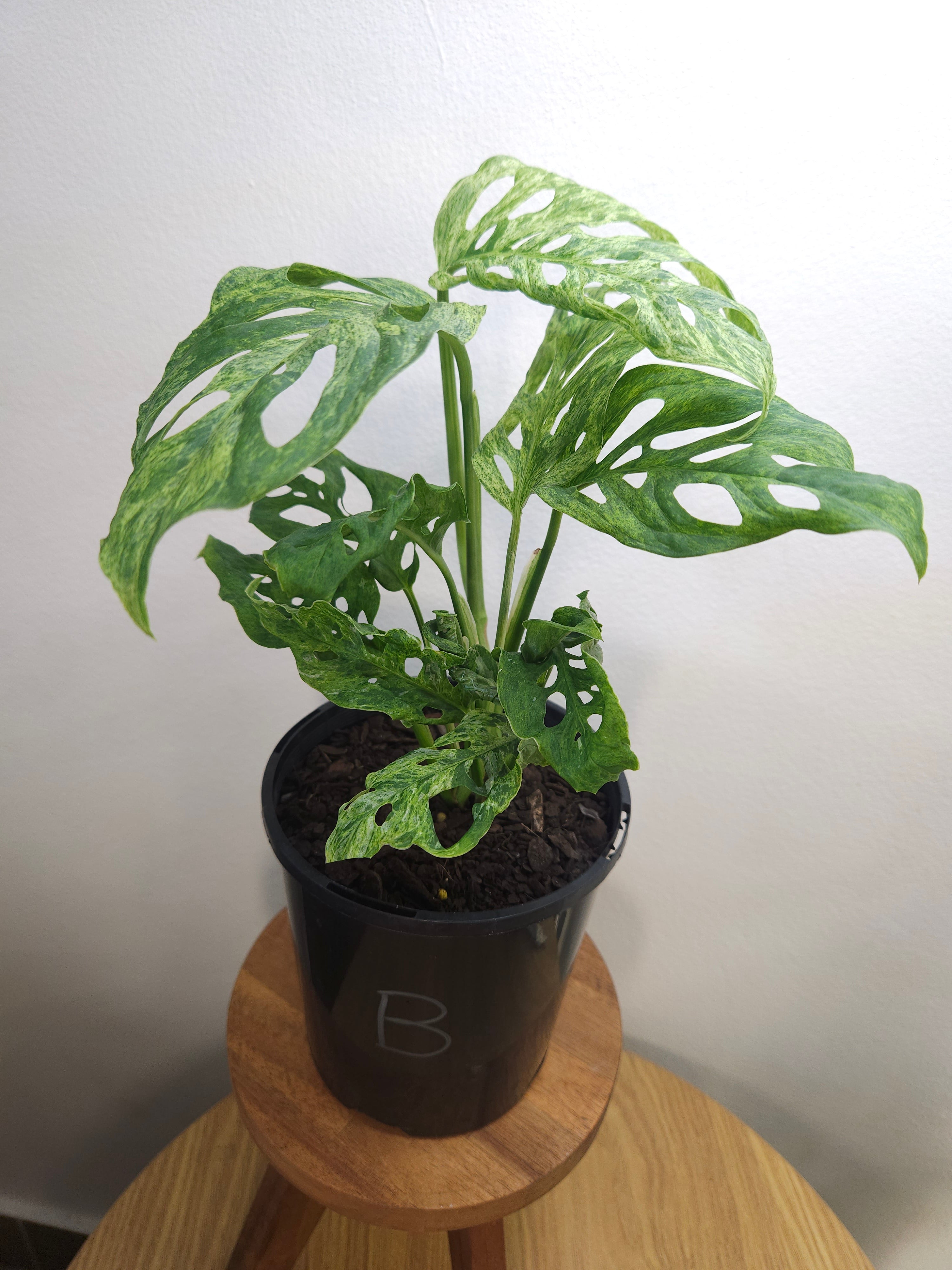 Monstera Adansonii Mint Variegated – Rare Mint Variegated Swiss Cheese Plant