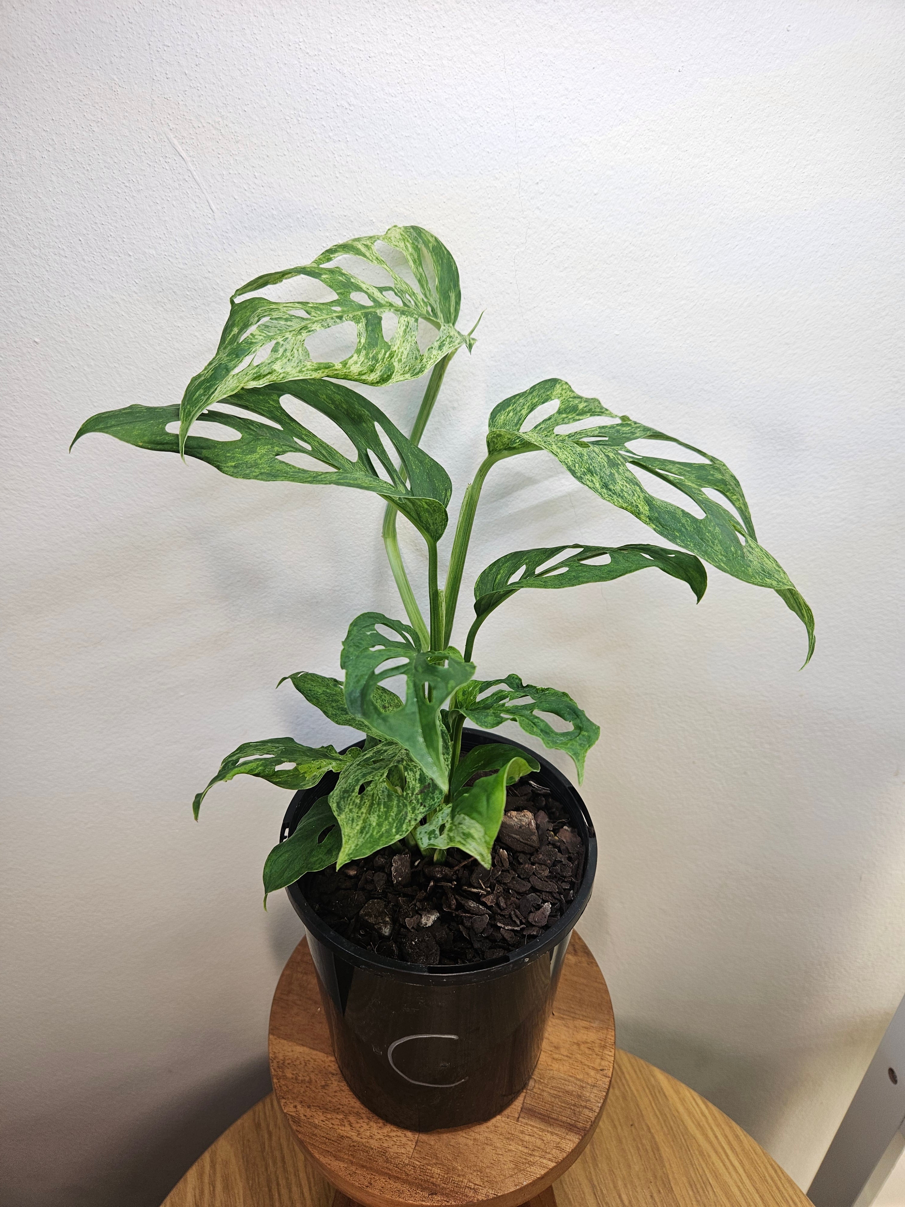 Monstera Adansonii Mint Variegated – Rare Mint Variegated Swiss Cheese Plant