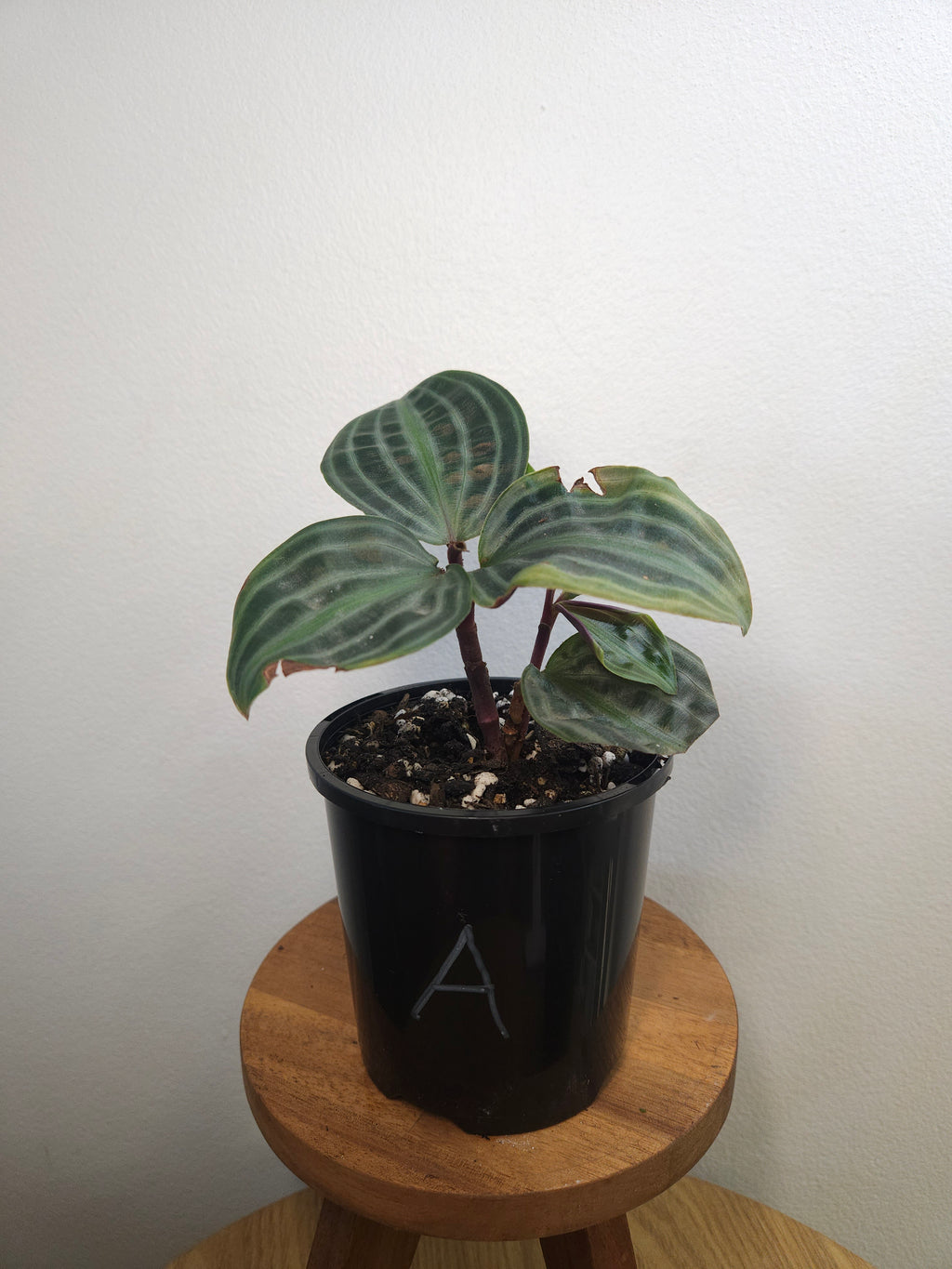 Geogenanthus poeppigii – Seersucker Plant
