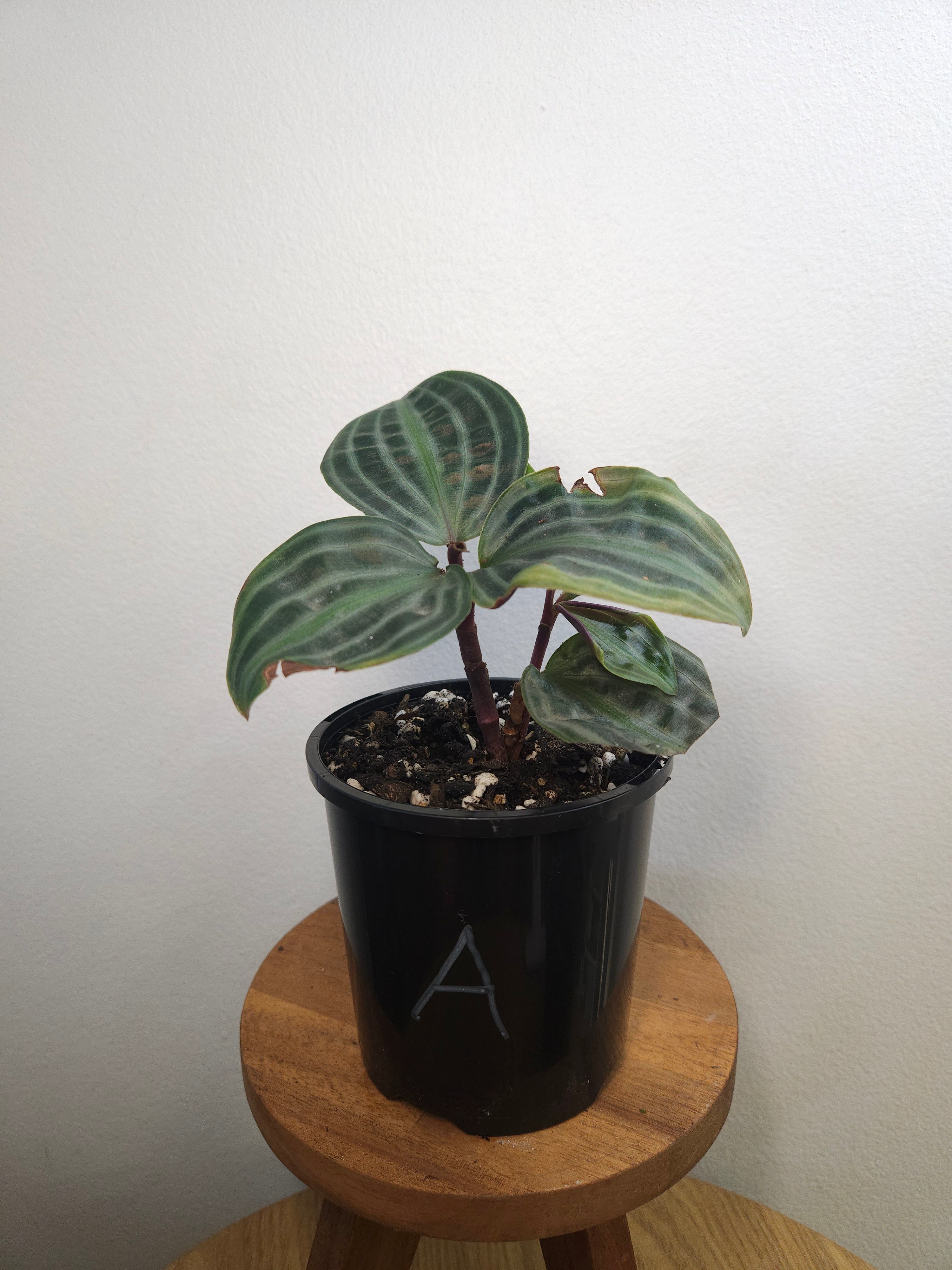 Geogenanthus poeppigii – Seersucker Plant