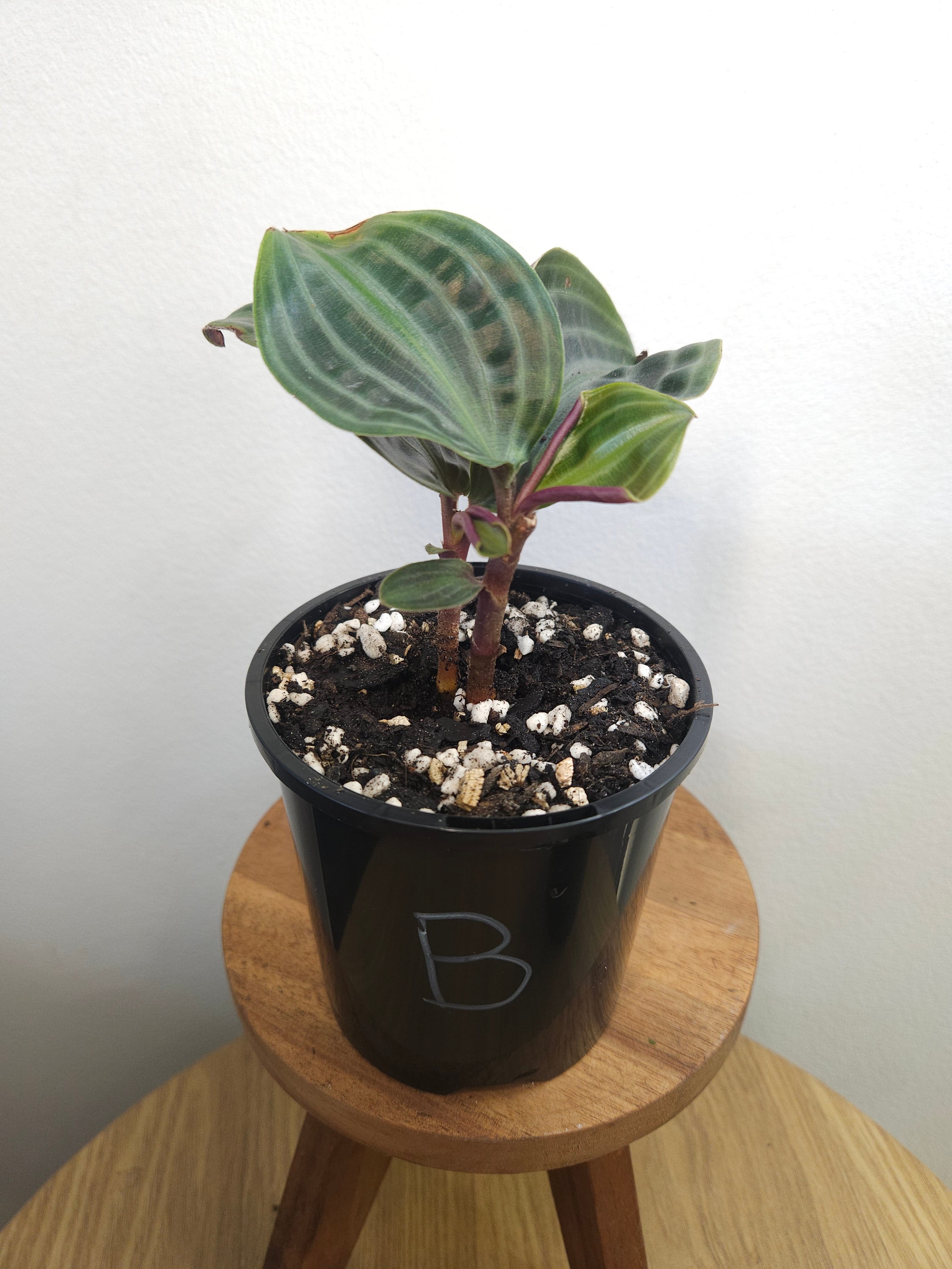 Geogenanthus poeppigii – Seersucker Plant