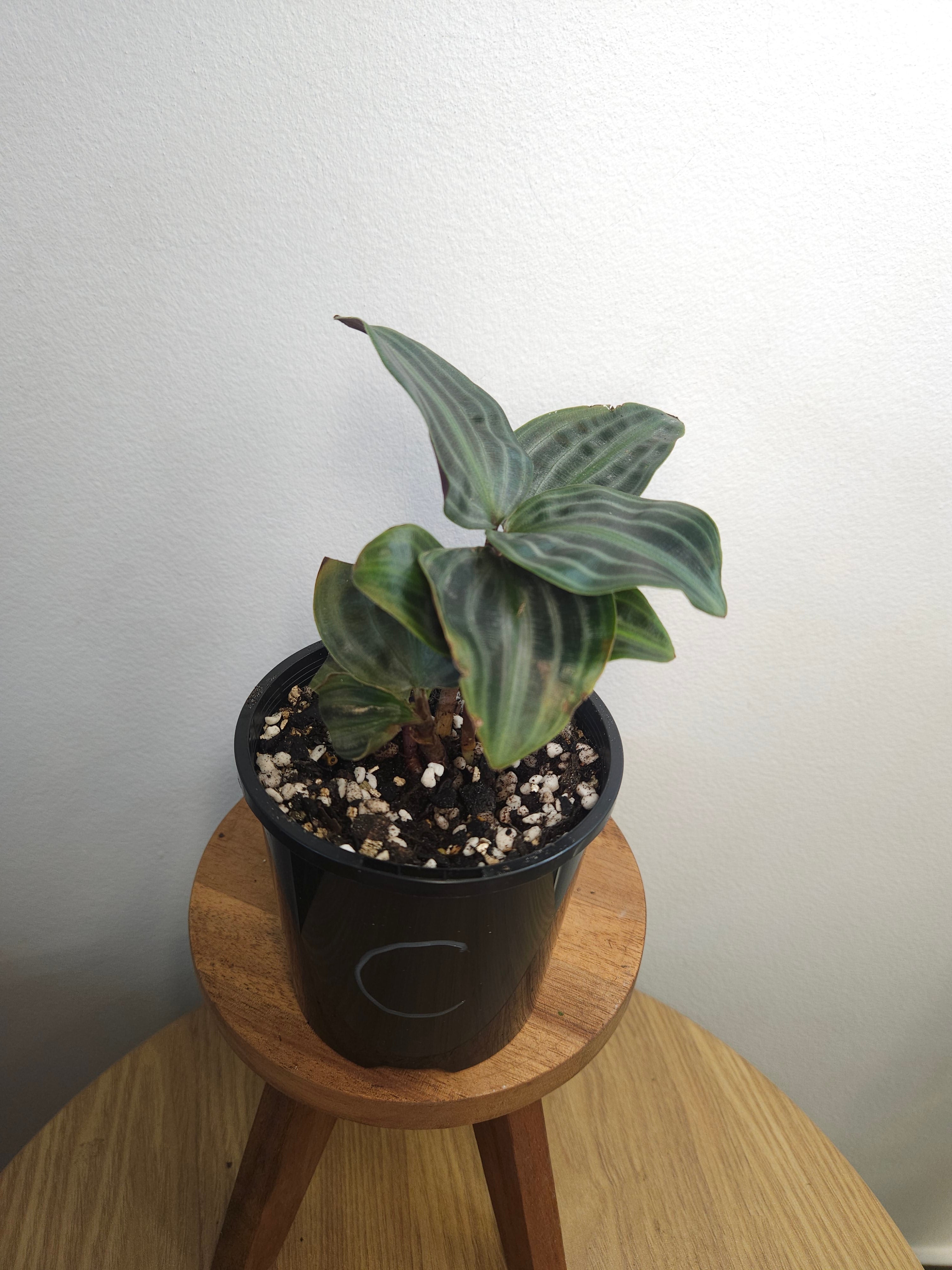 Geogenanthus poeppigii – Seersucker Plant