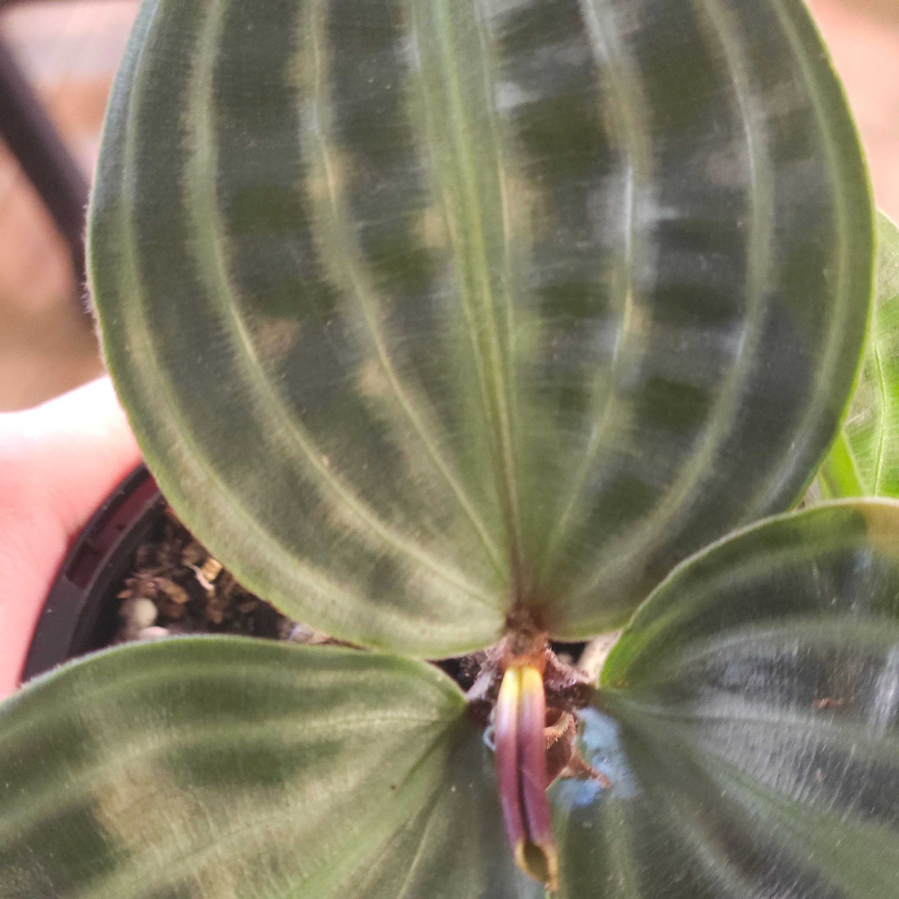 Geogenanthus poeppigii – Seersucker Plant