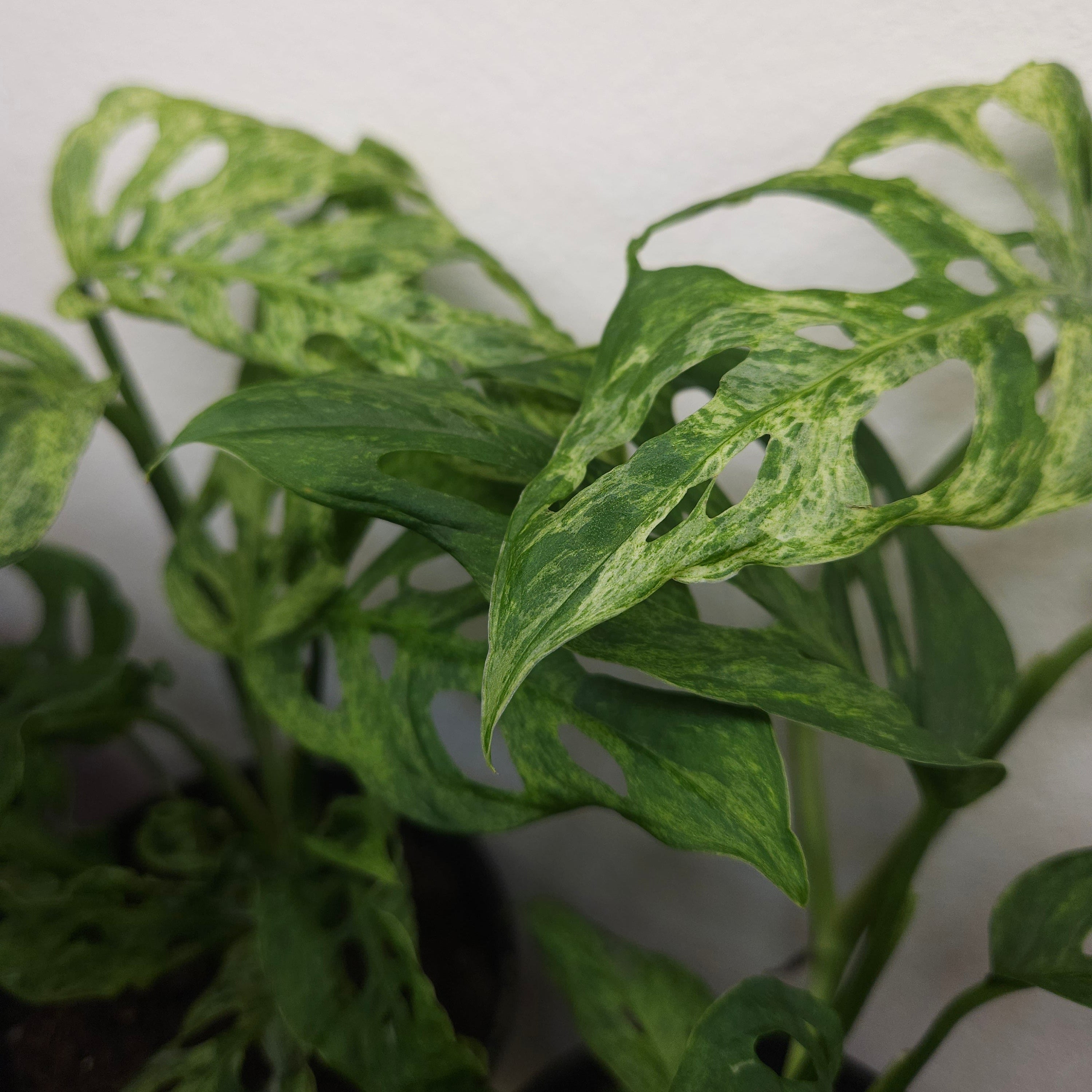 Monstera Adansonii Mint Variegated – Rare Mint Variegated Swiss Cheese Plant