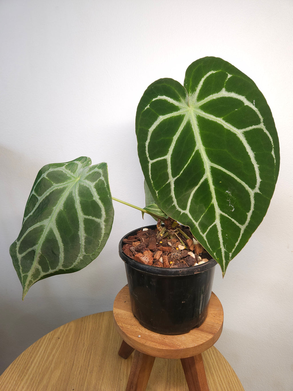 Anthurium crystallinum (hybrid)