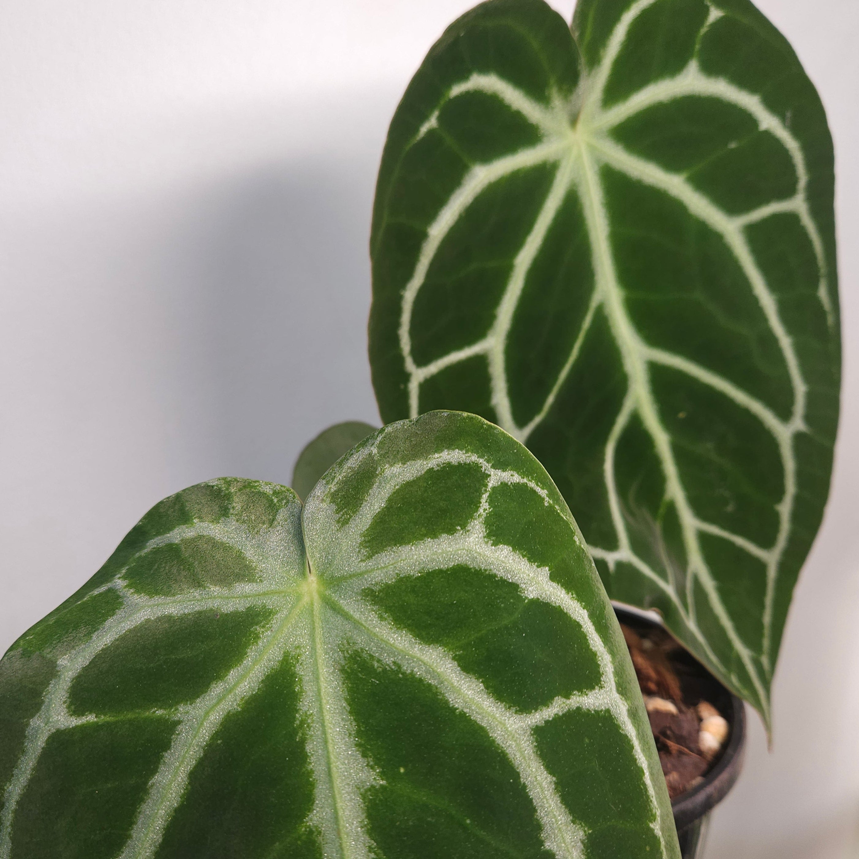 Anthurium crystallinum (hybrid)