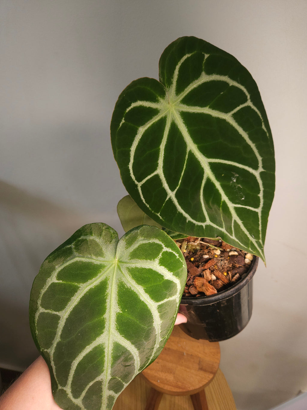Anthurium crystallinum (hybrid)