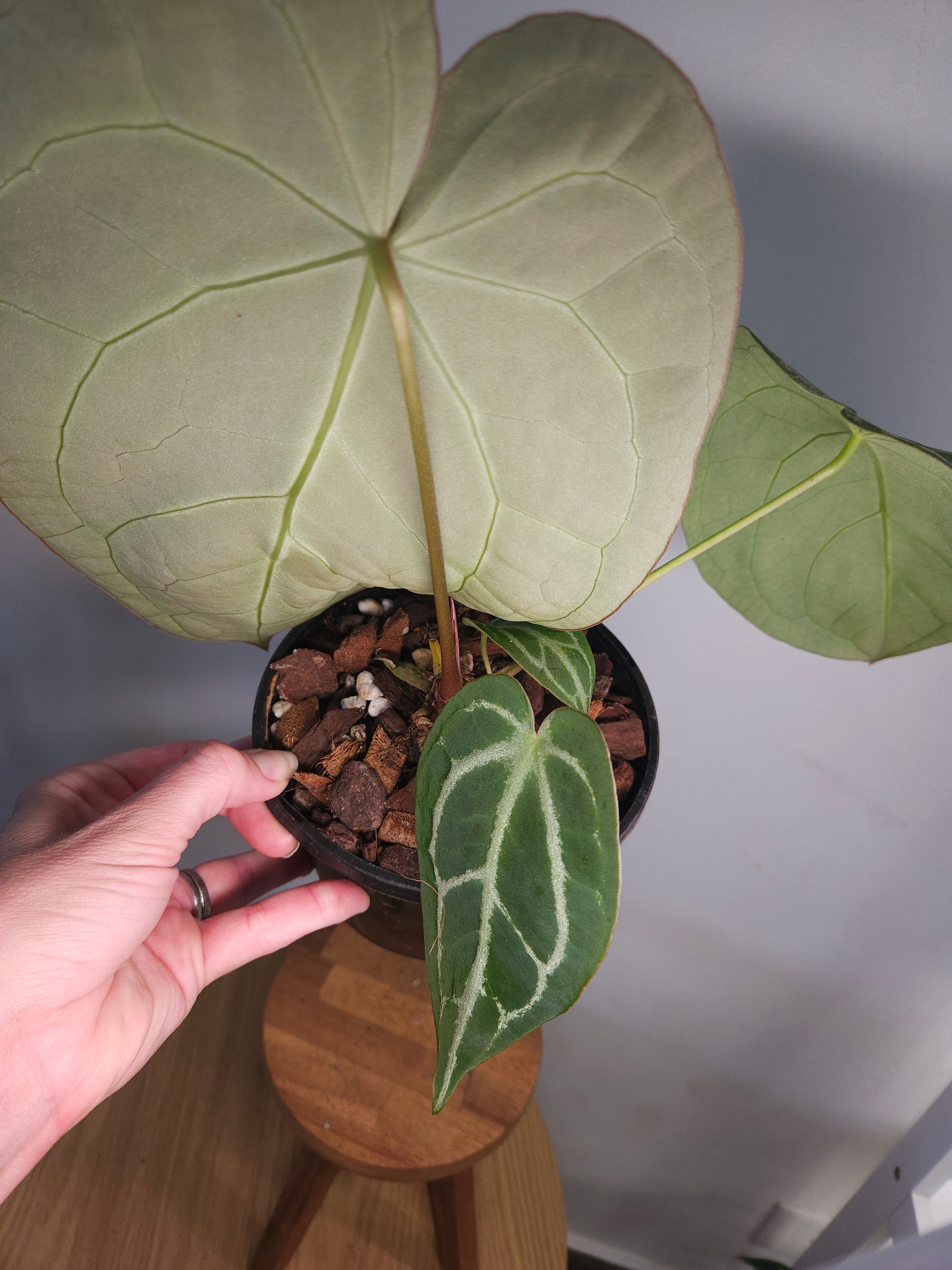 Anthurium crystallinum (hybrid)