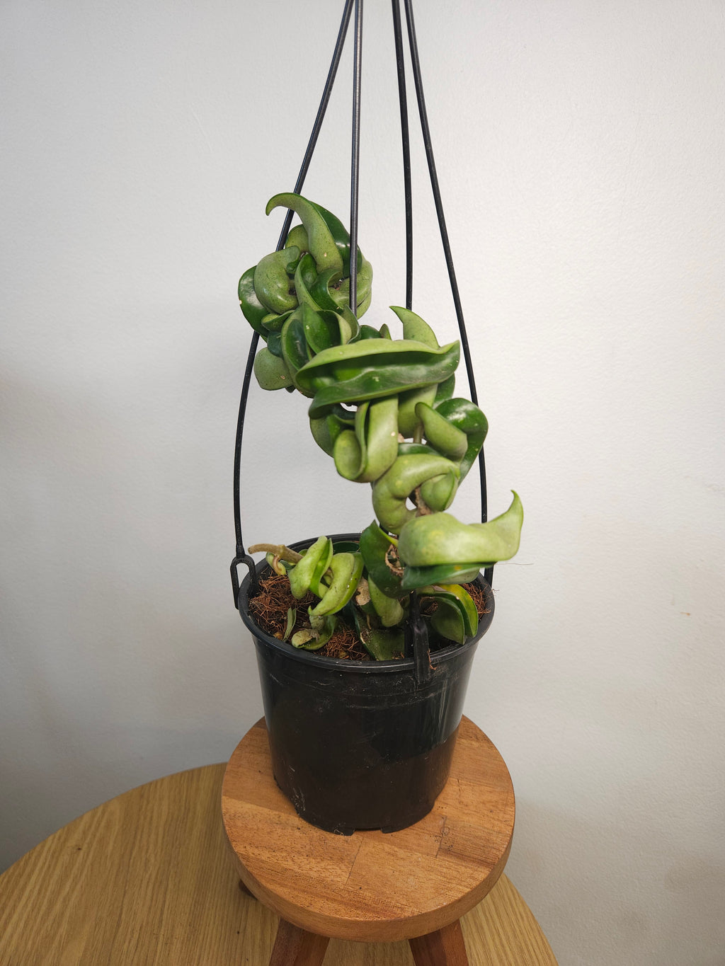 Hoya Carnosa Compacta – Indian Rope