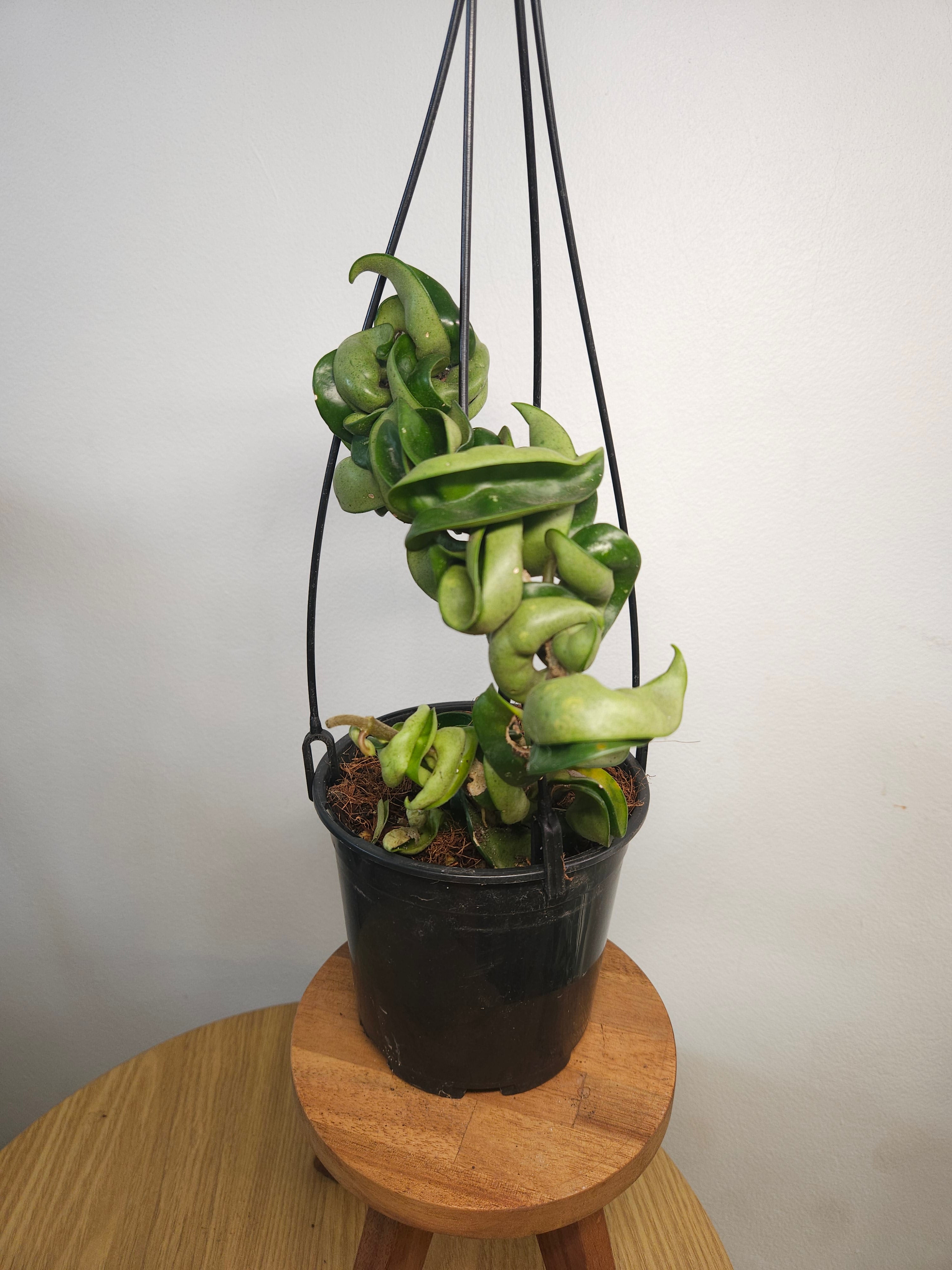 Hoya Carnosa Compacta – Indian Rope
