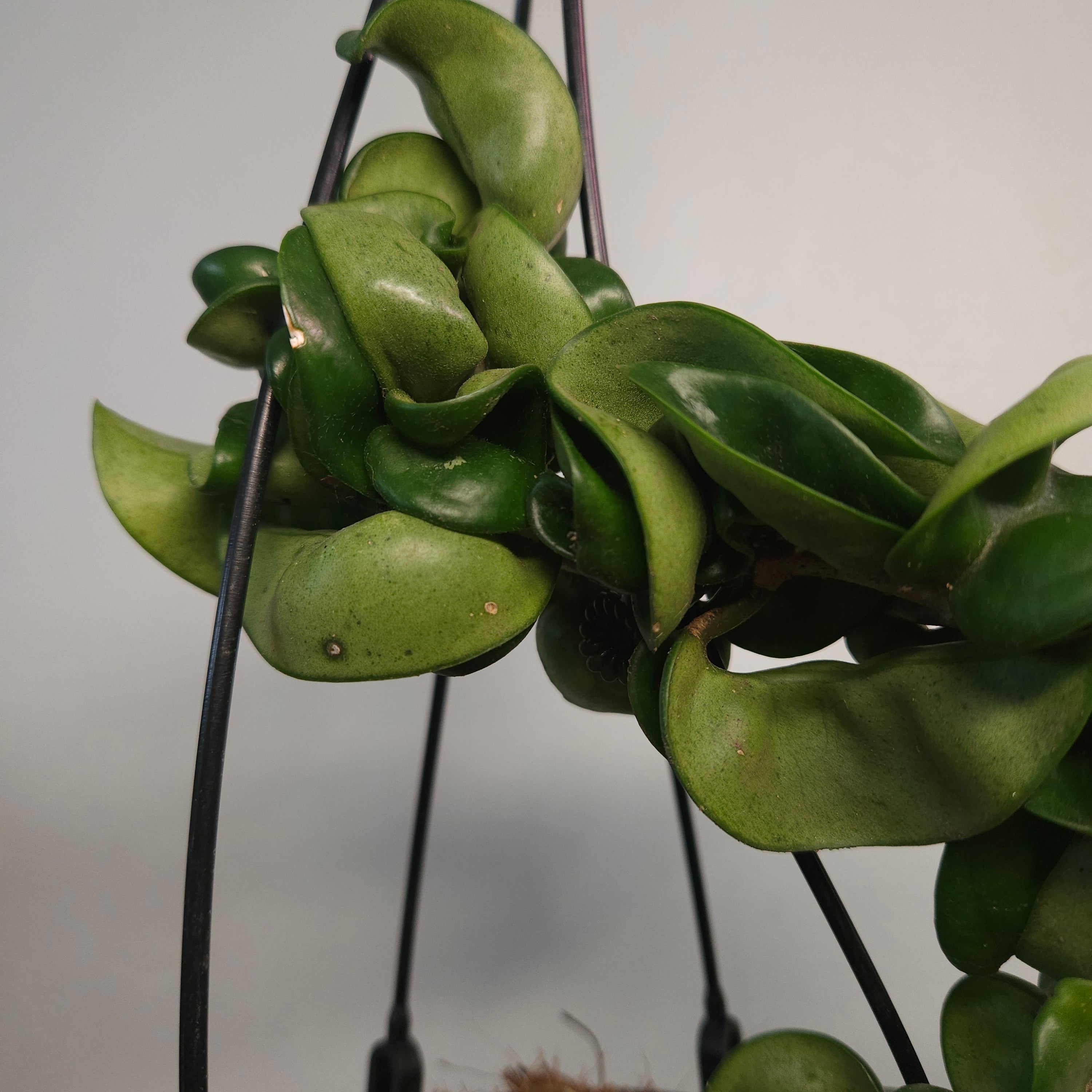 Hoya Carnosa Compacta – Indian Rope
