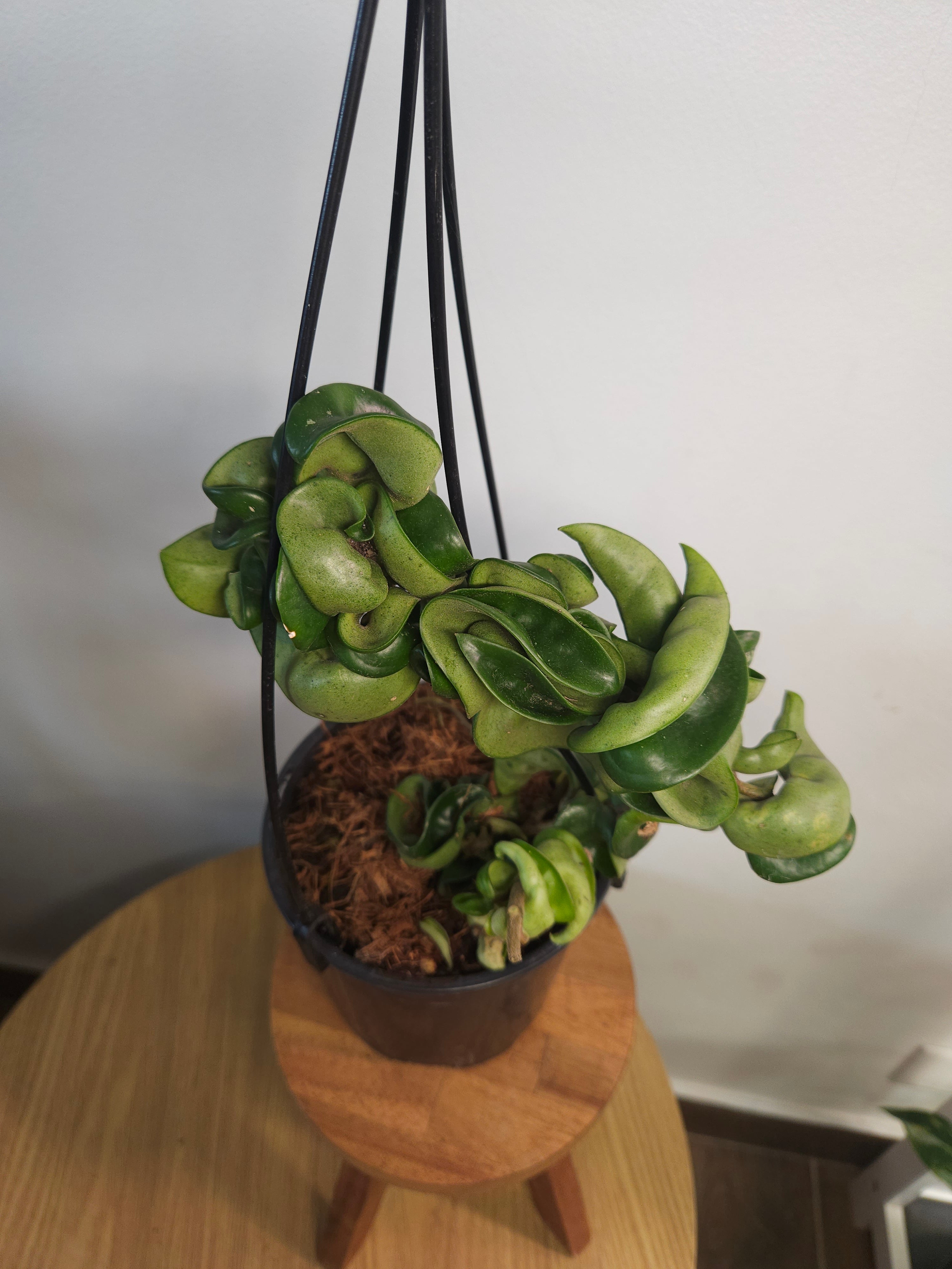Hoya Carnosa Compacta – Indian Rope