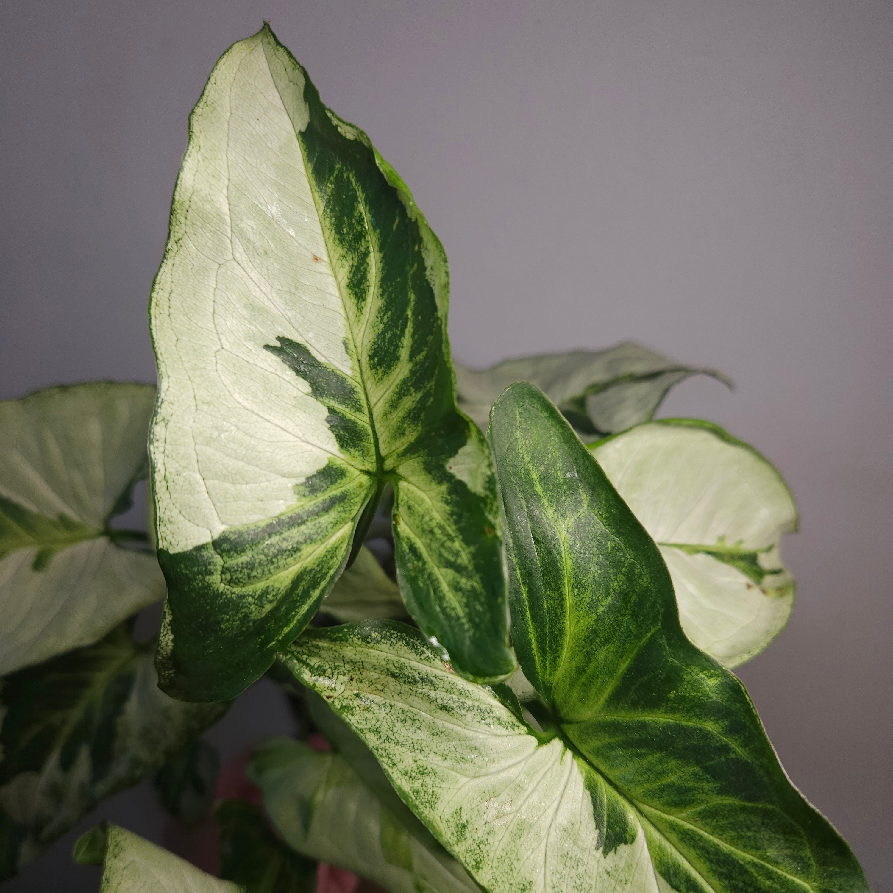 Syngonium Three Kings – Rare Silver Variegated Arrowhead Plant