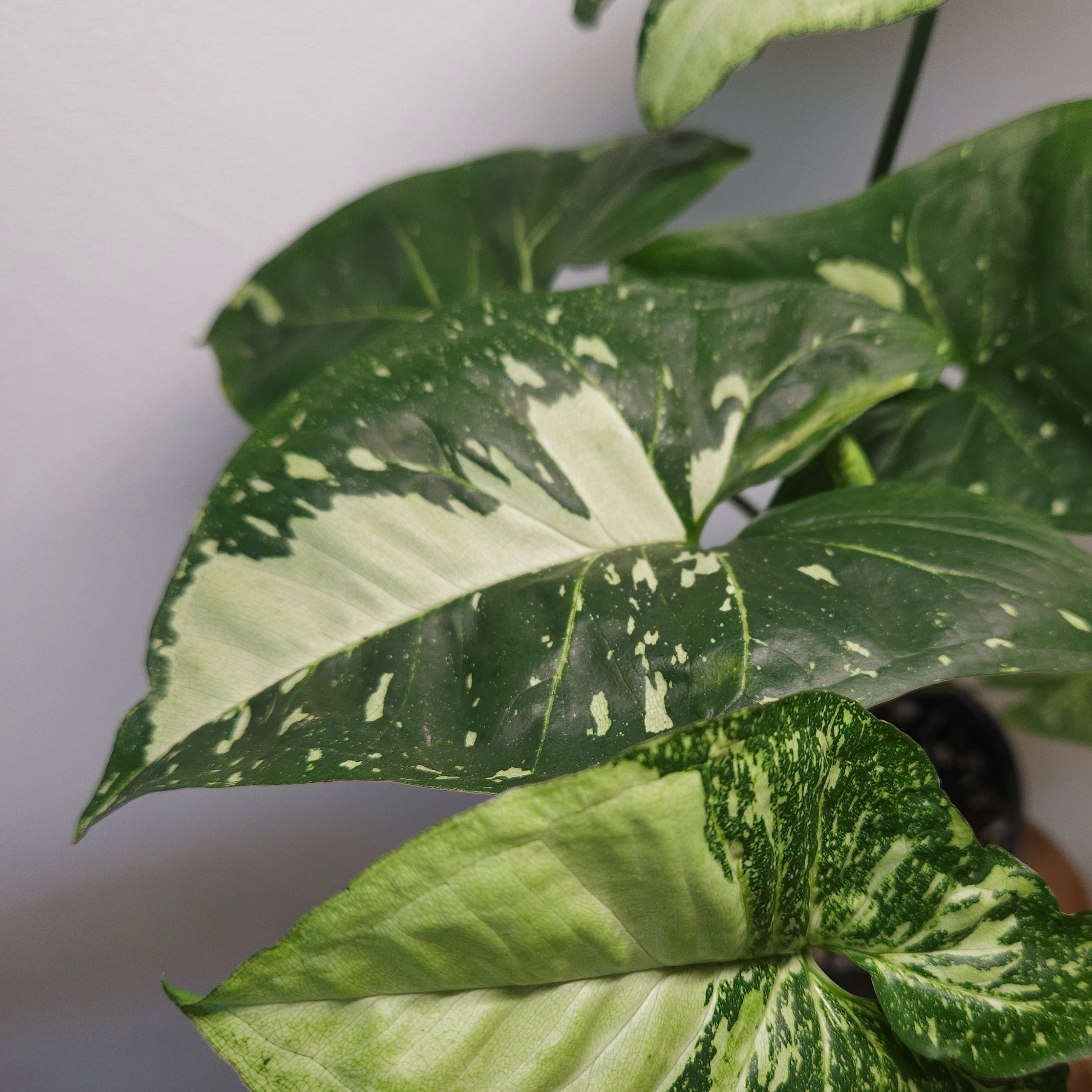 Syngonium Panda – Rare Speckled Variegated Arrowhead Plant
