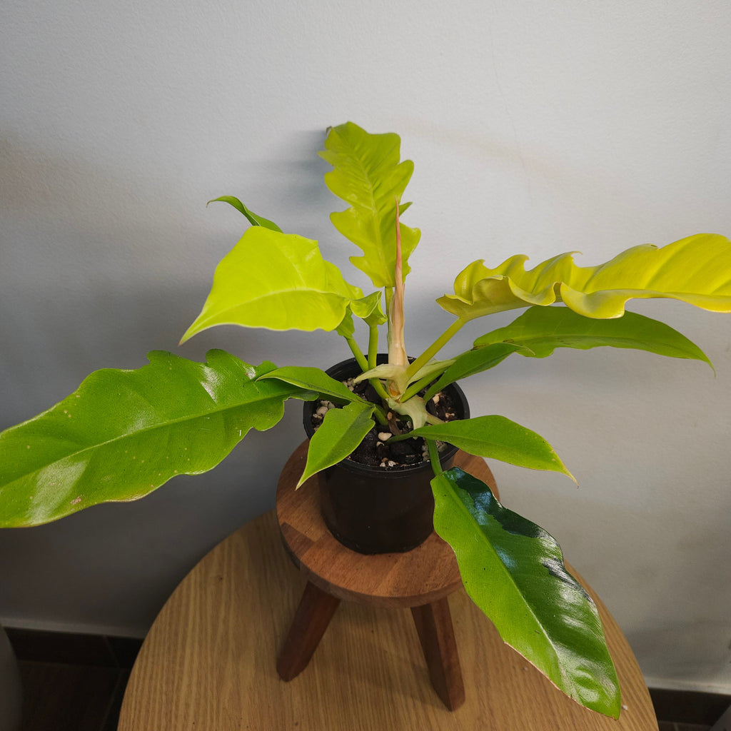 Philodendron 'Golden Crocodile' variegation on 1 leaf