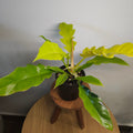 Philodendron 'Golden Crocodile' variegation on 1 leaf