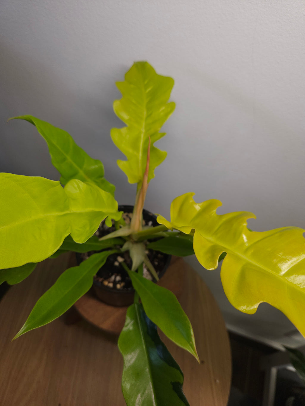 Philodendron 'Golden Crocodile' variegation on 1 leaf