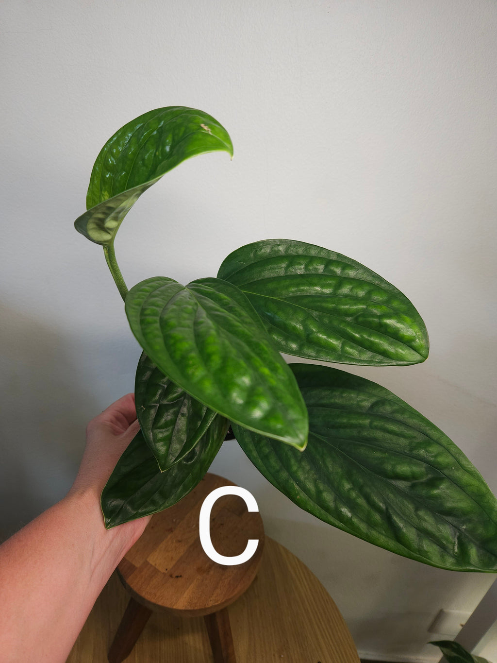 Monstera Peru – Textured Leaf Climbing Aroid