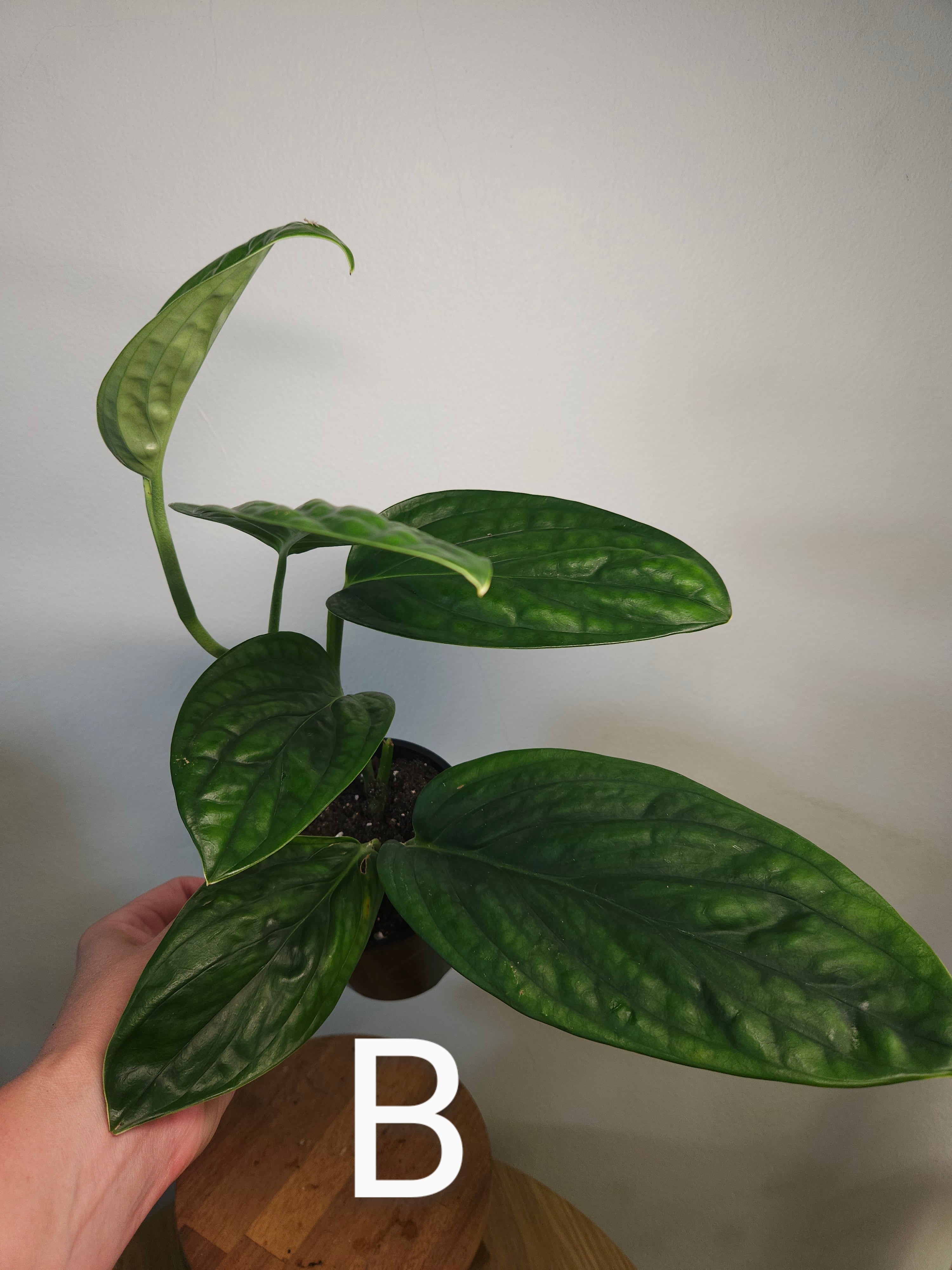Monstera Peru – Textured Leaf Climbing Aroid