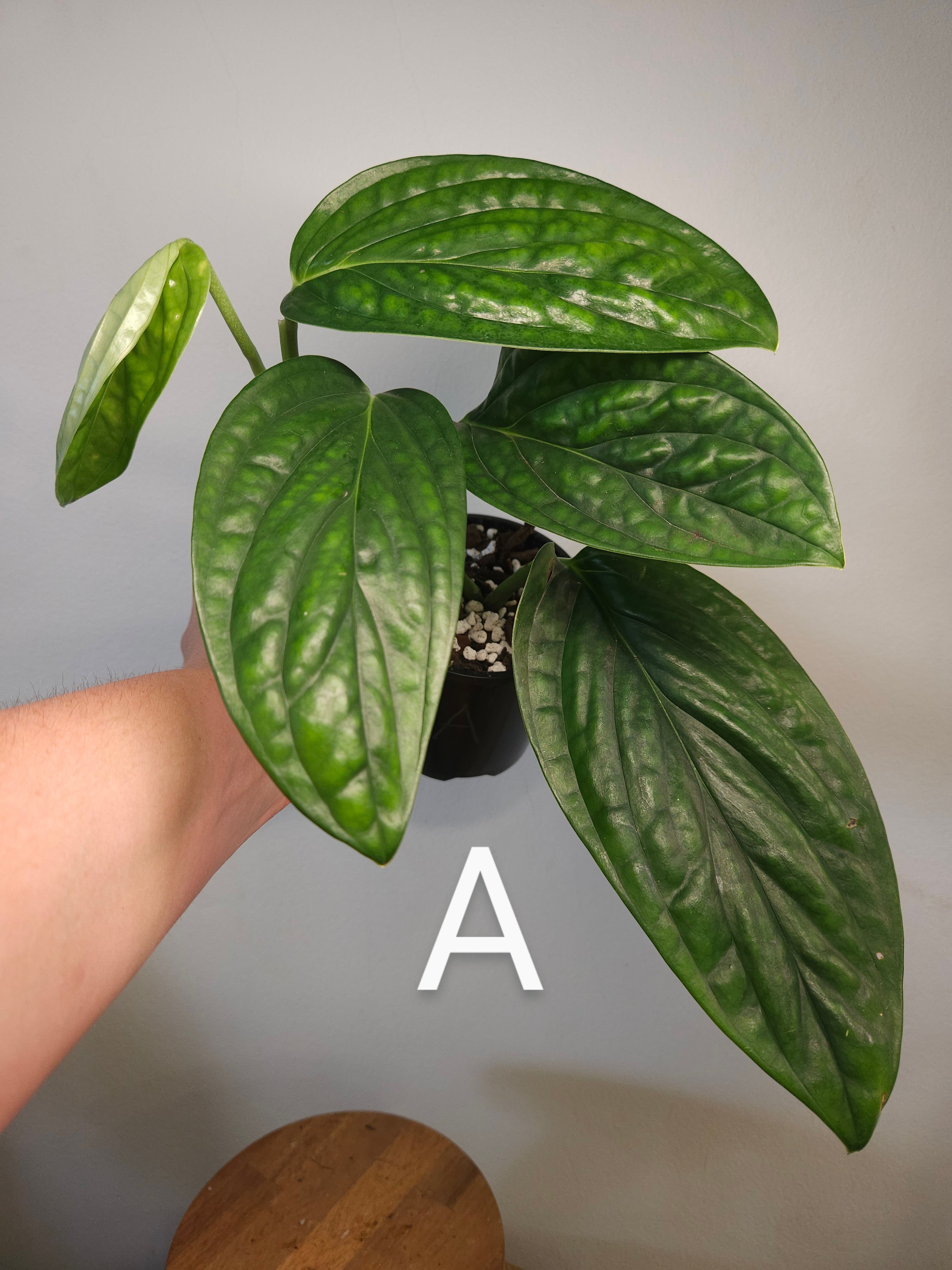 Monstera Peru – Textured Leaf Climbing Aroid