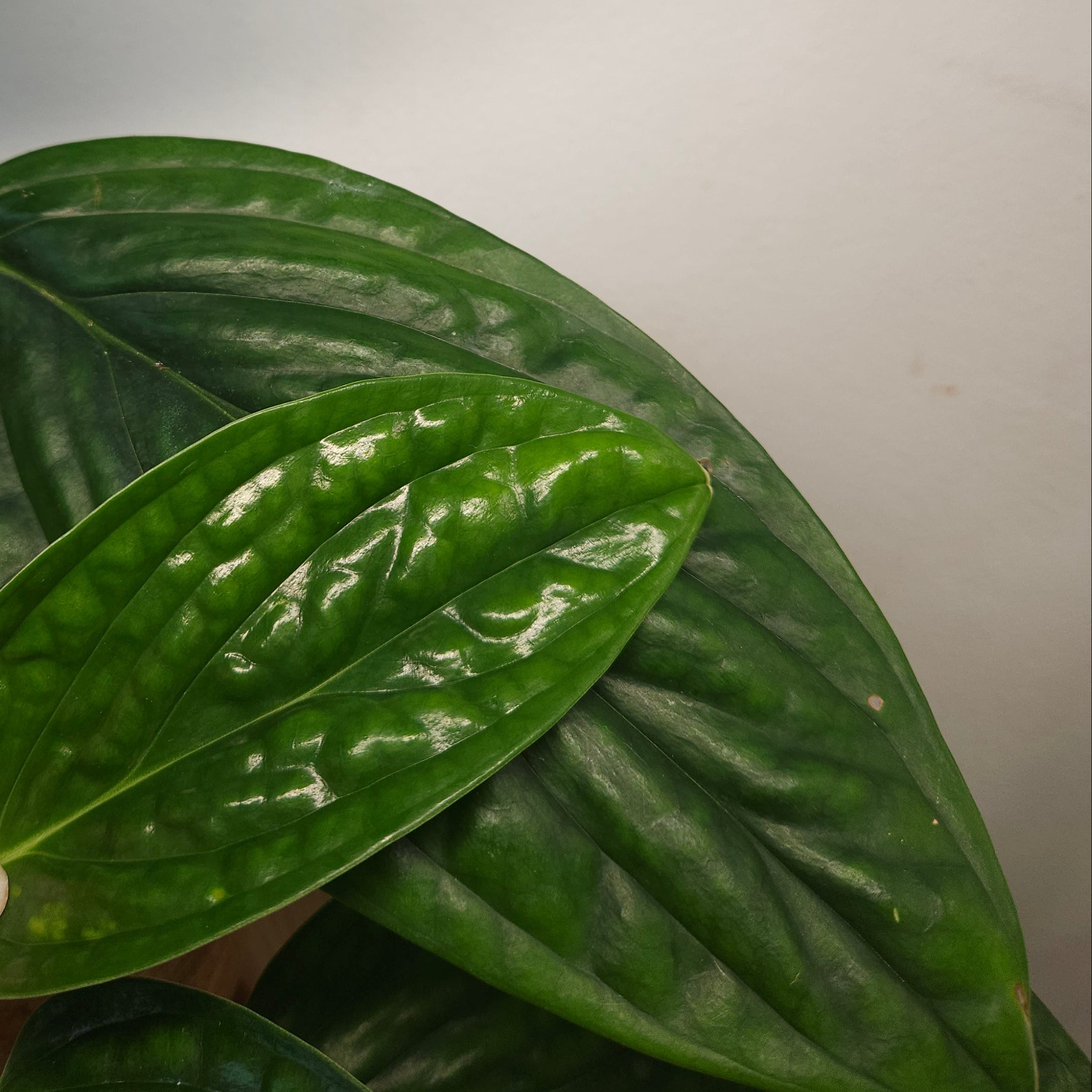 Monstera Peru – Textured Leaf Climbing Aroid