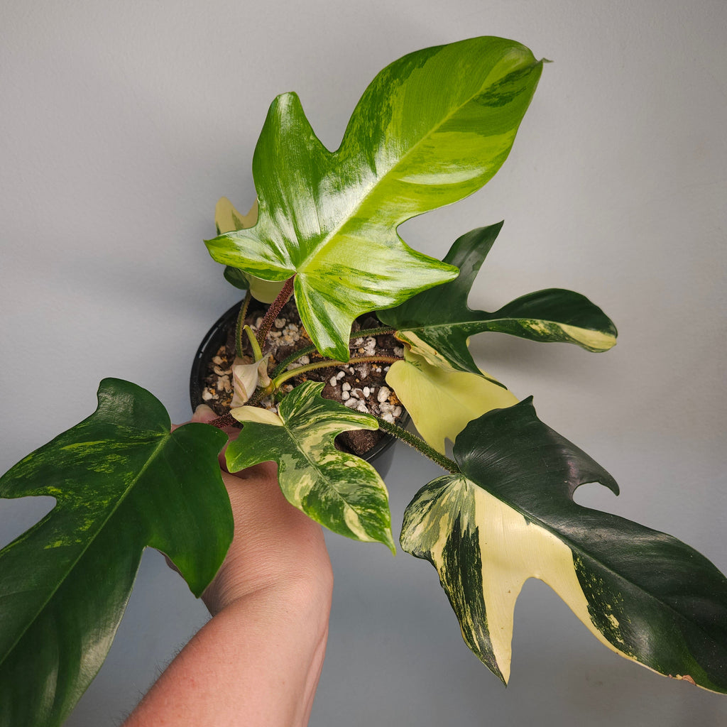Philodendron squamiferum X P. Florida Beauty Variegated