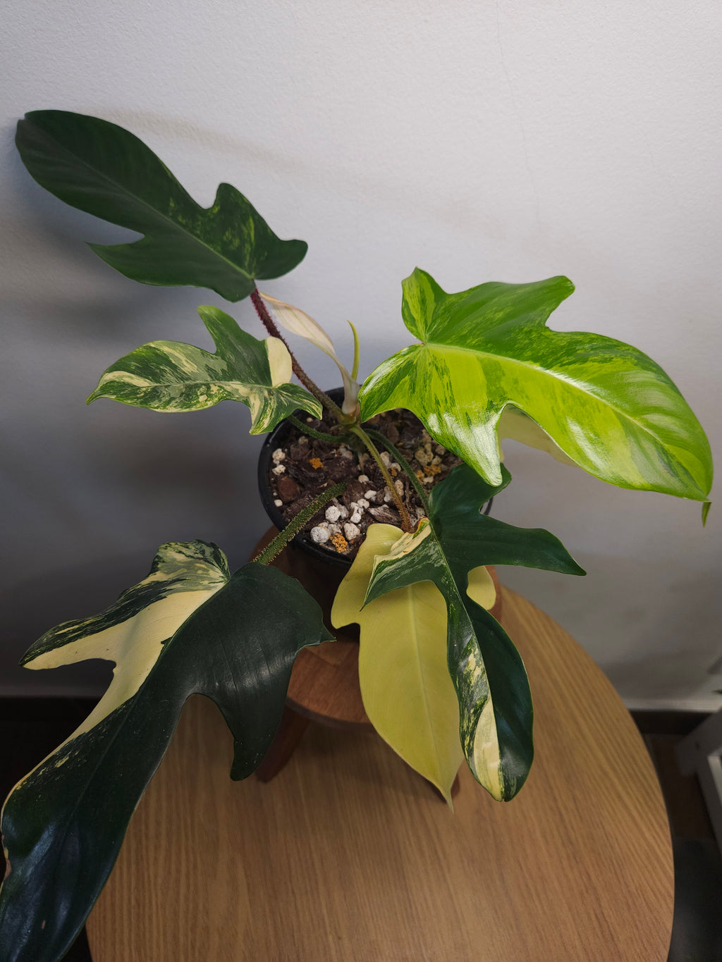 Philodendron squamiferum X P. Florida Beauty Variegated