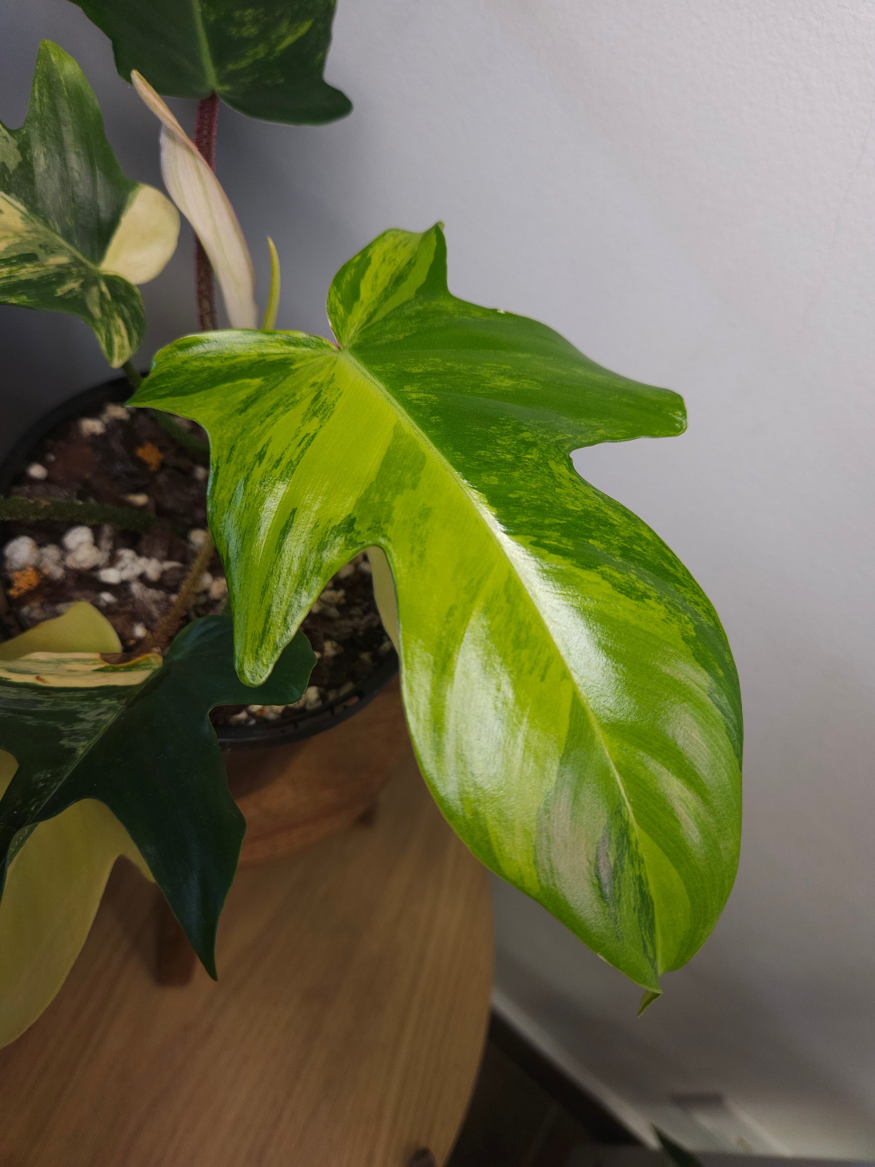 is philodendron squamiferum rare Philodendron squamiferum X P. Florida Beauty Variegated – The Rare Nugget