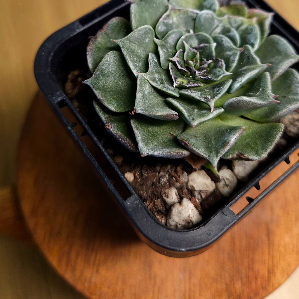 Tacitus bella – Rare Rosette Succulent with Pink Flowers