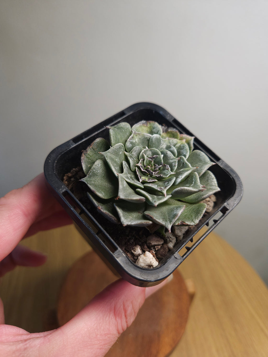 Tacitus bella – Rare Rosette Succulent with Pink Flowers