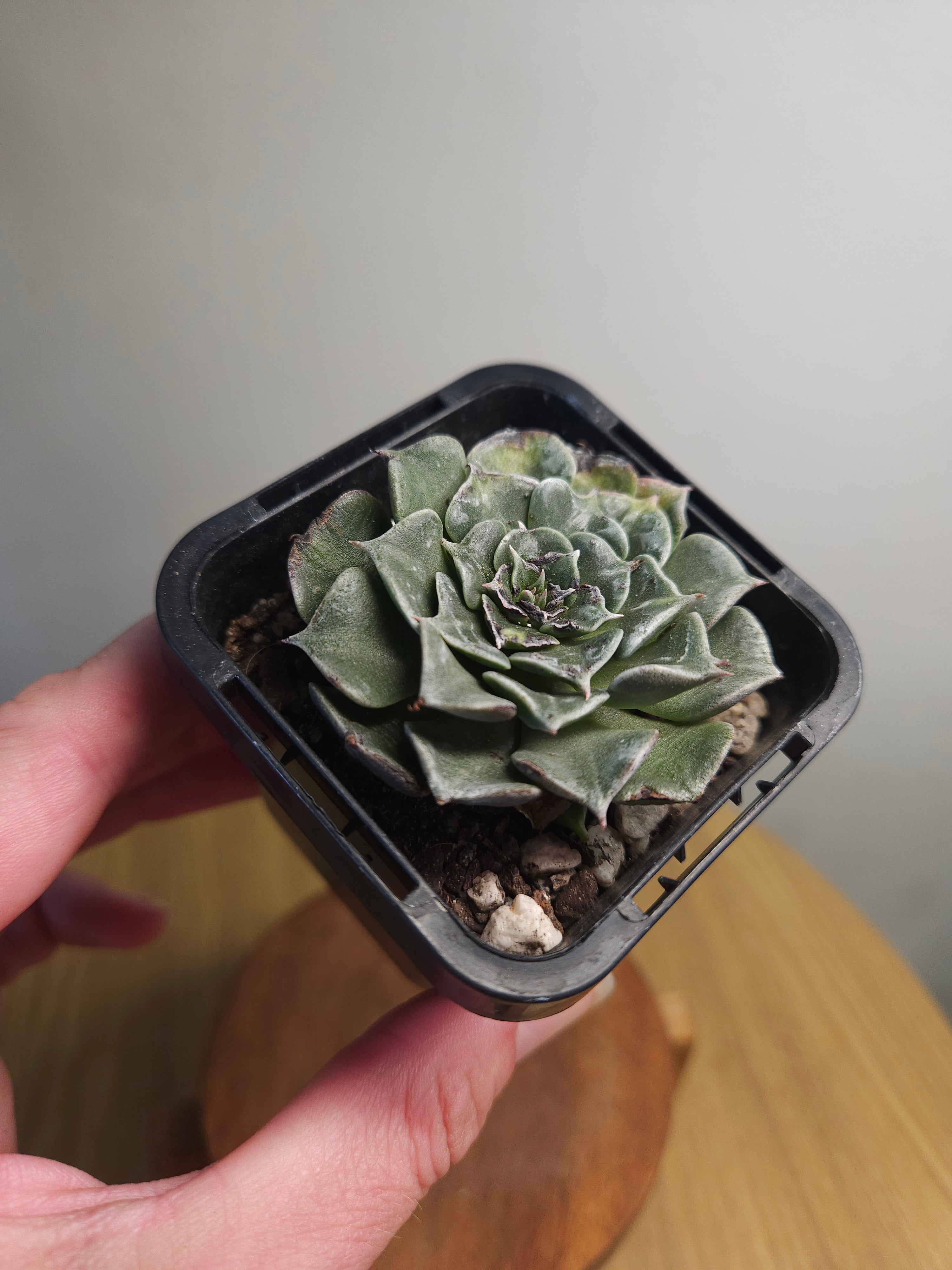 Tacitus bella – Rare Rosette Succulent with Pink Flowers